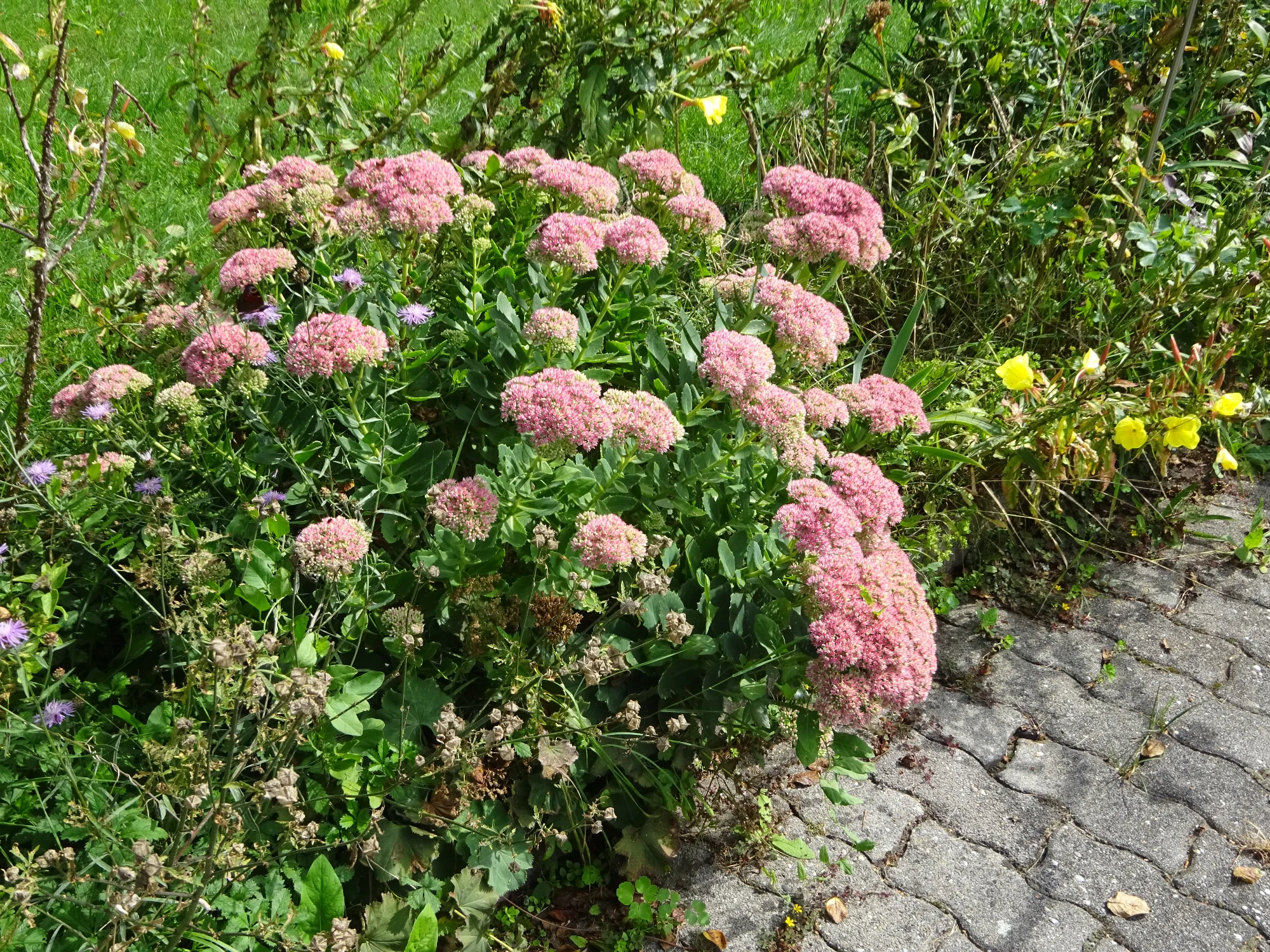 DSC03922.webp