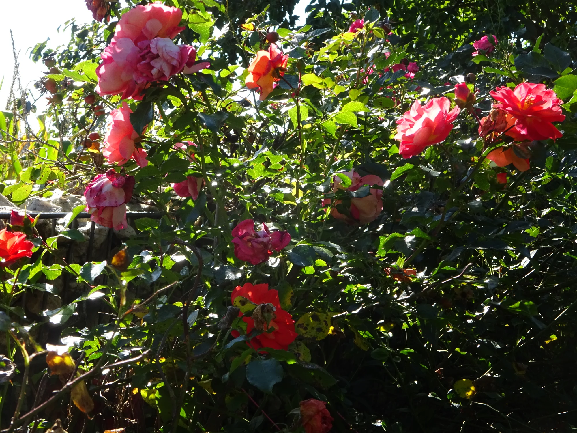 DSC03925.webp