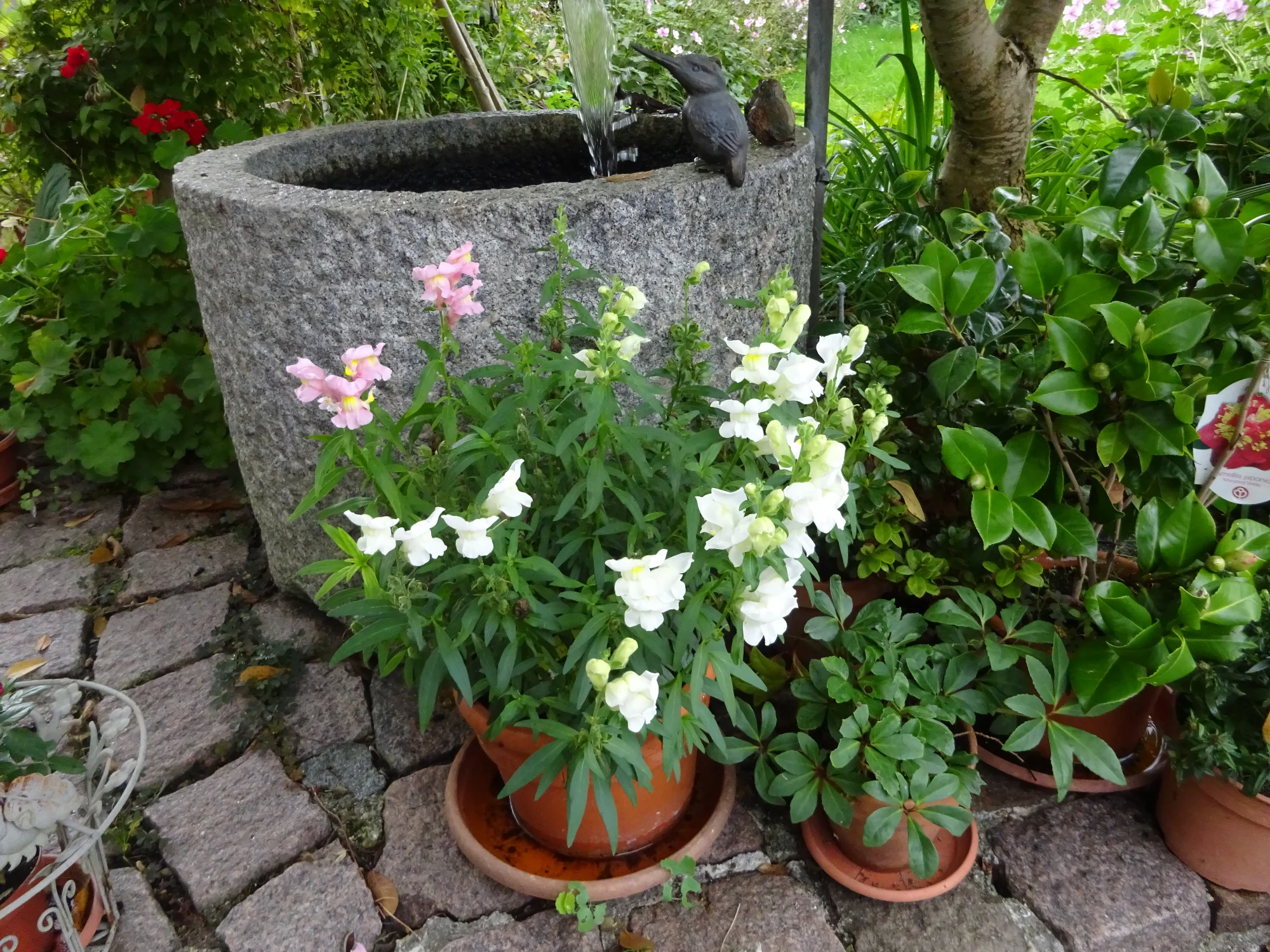 DSC03940.webp