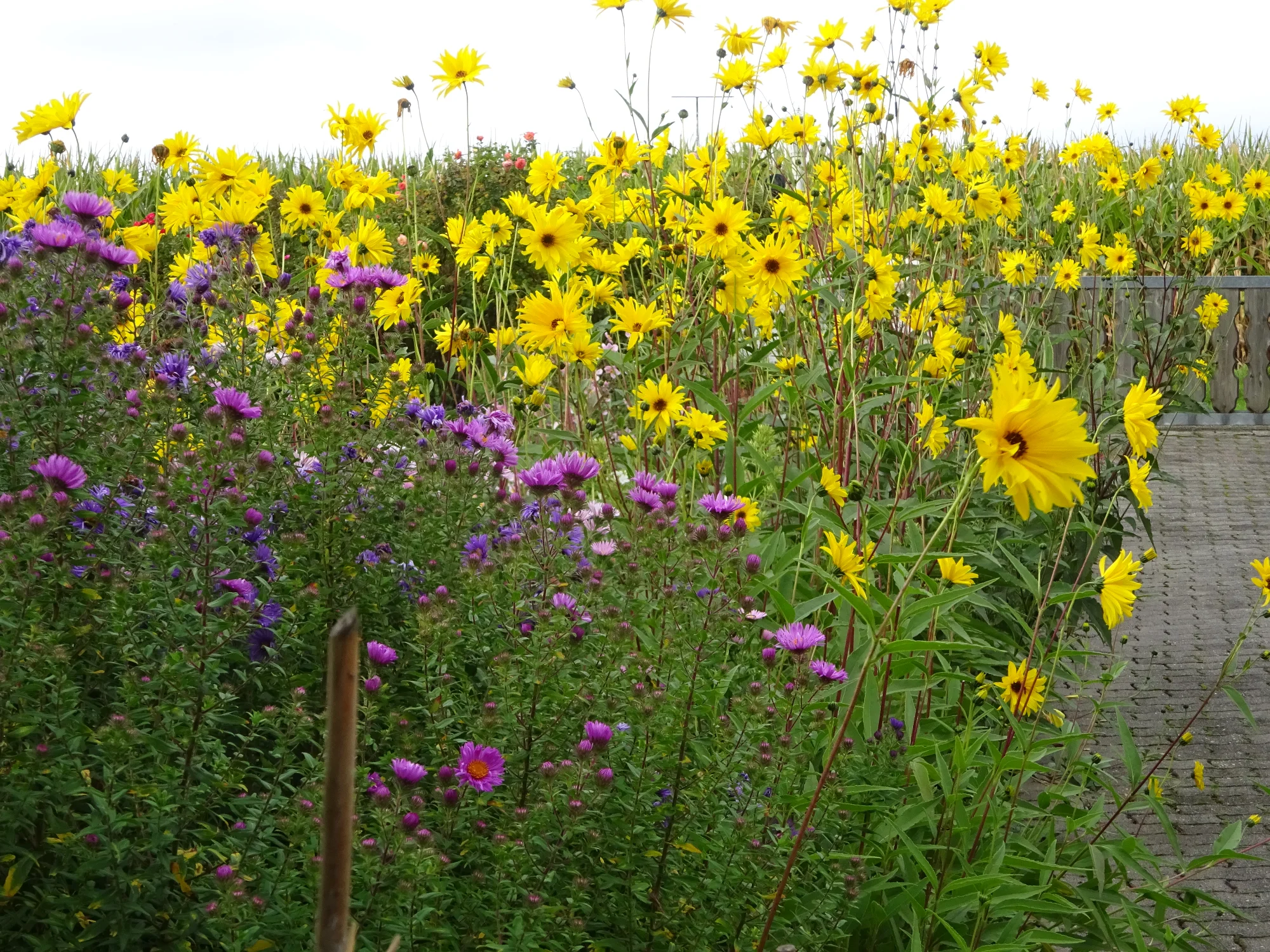 DSC03941.webp