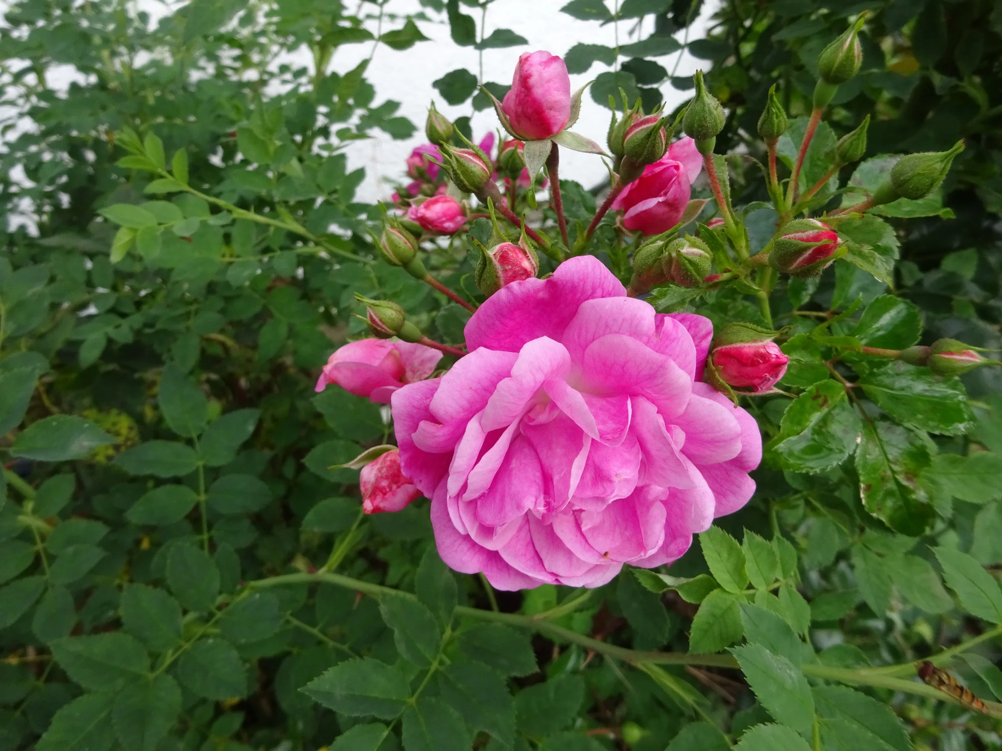 DSC03946.webp