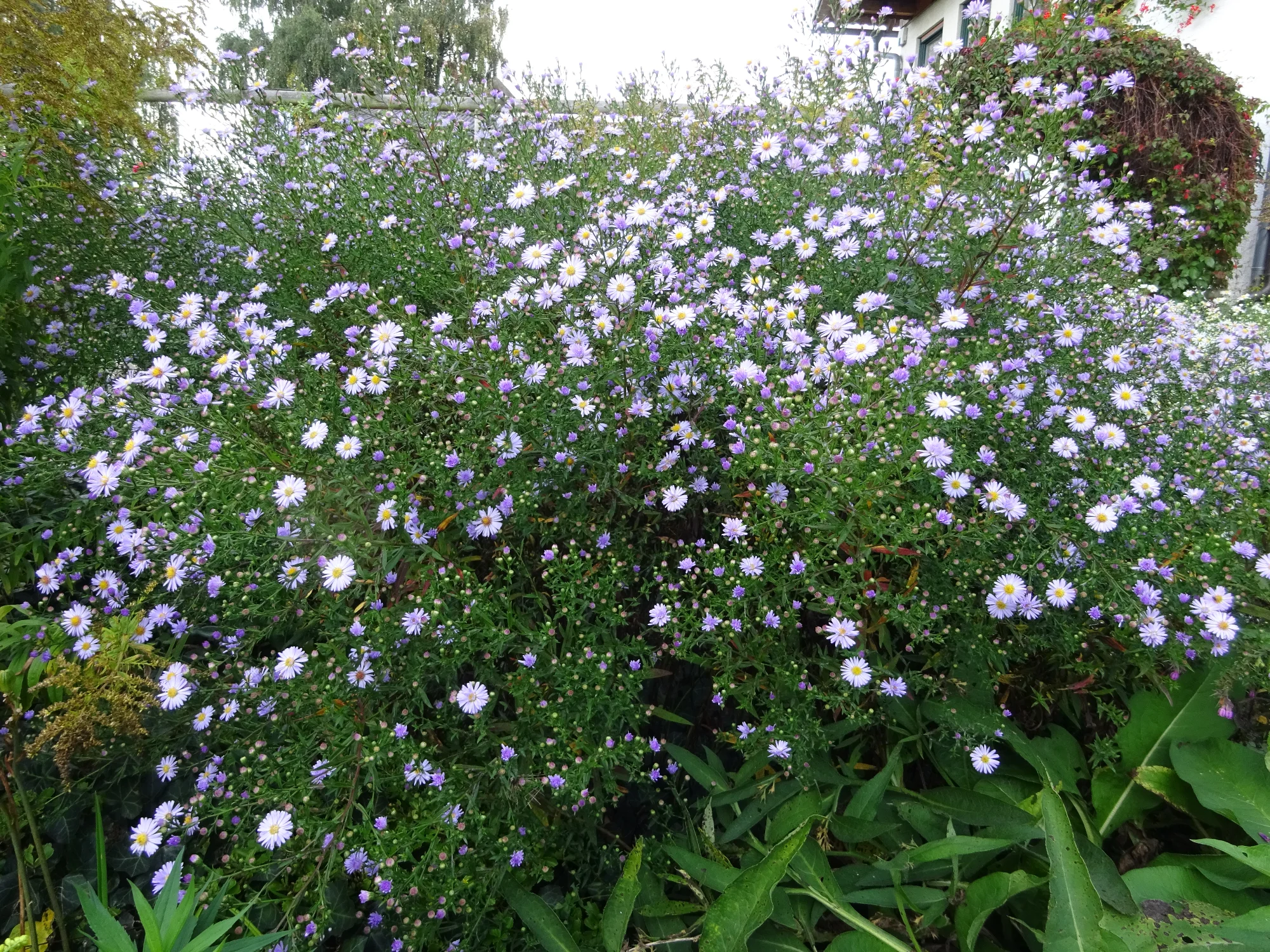 DSC03949.webp