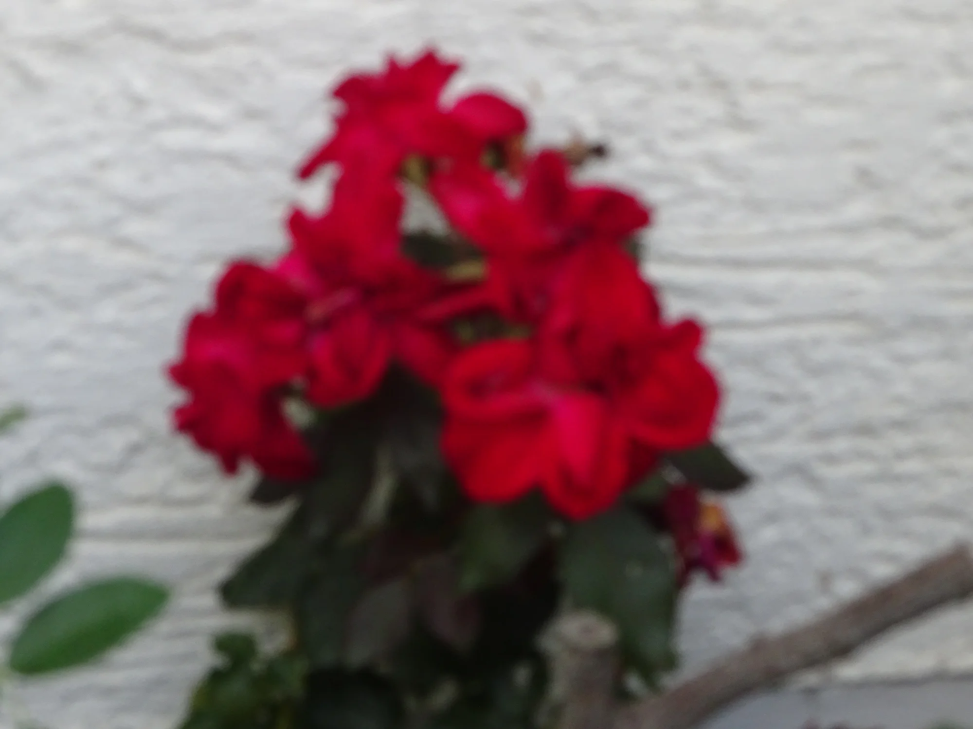 DSC03950.webp