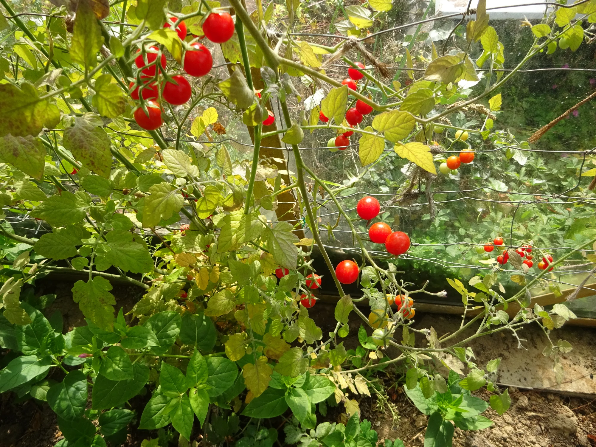 wir hatten diese Woche  unsere Gartenhelfer im Garten und sie haben aufgeräumt.