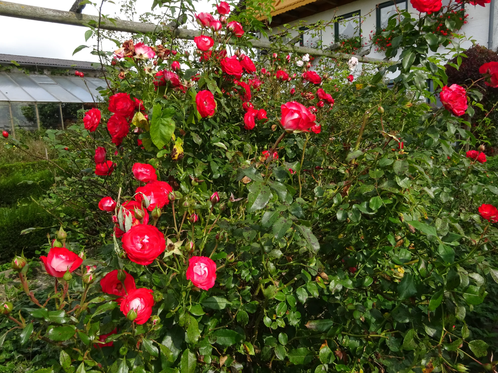 DSC03960.webp