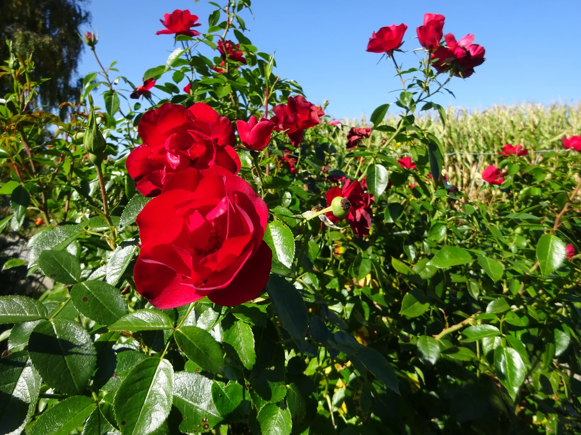 DSC03963.webp