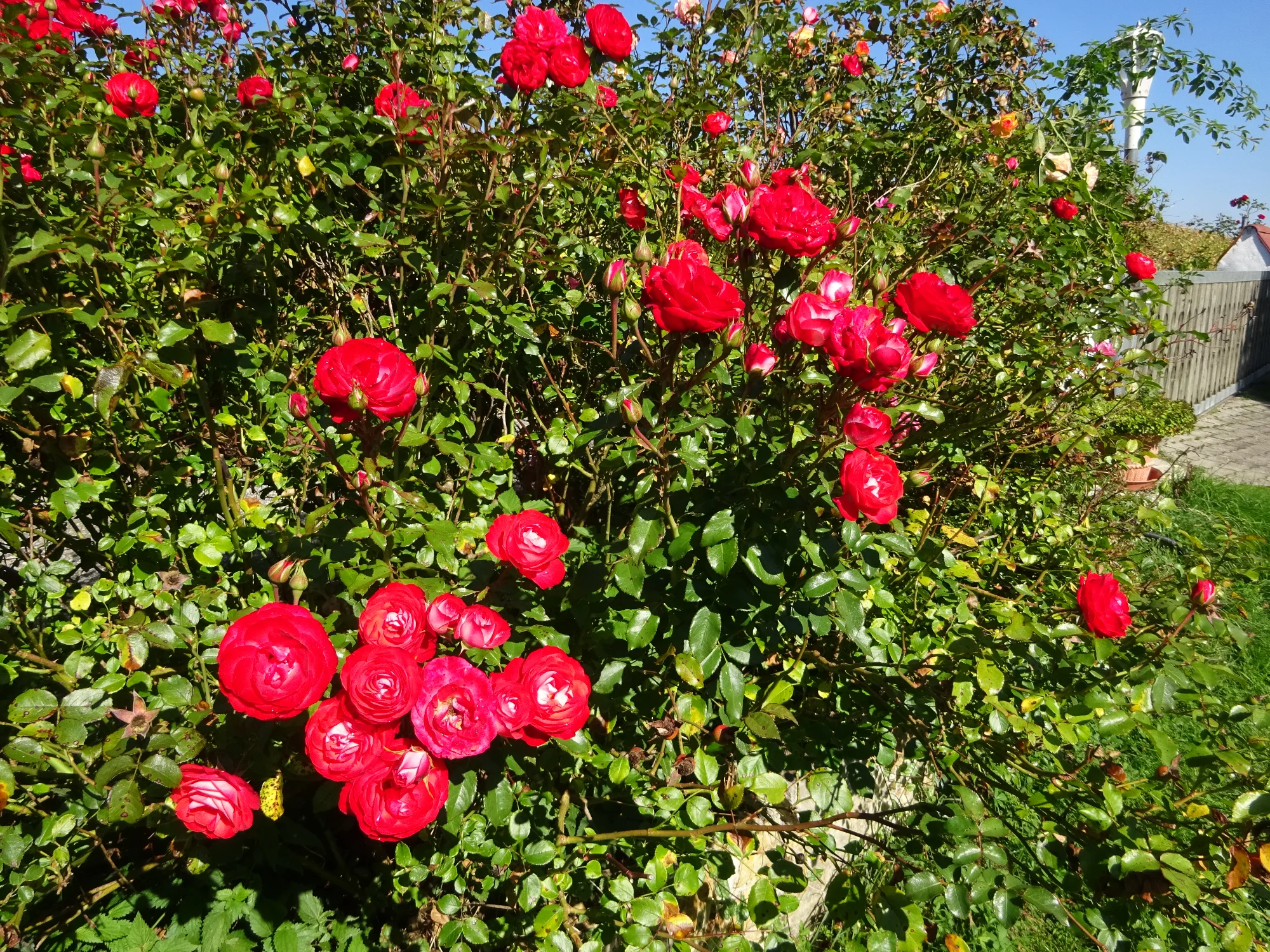 DSC03964.webp
