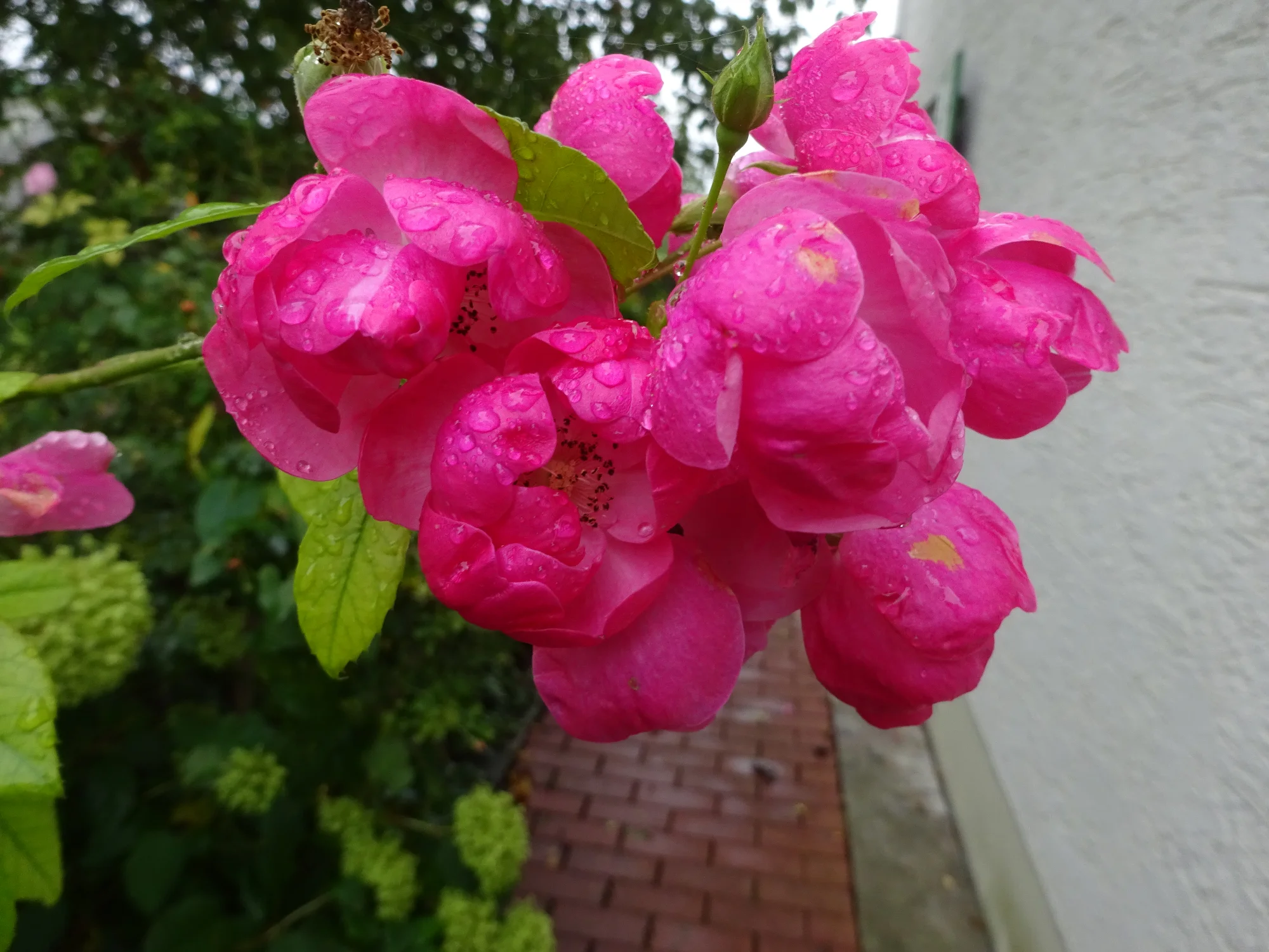 DSC03969.webp