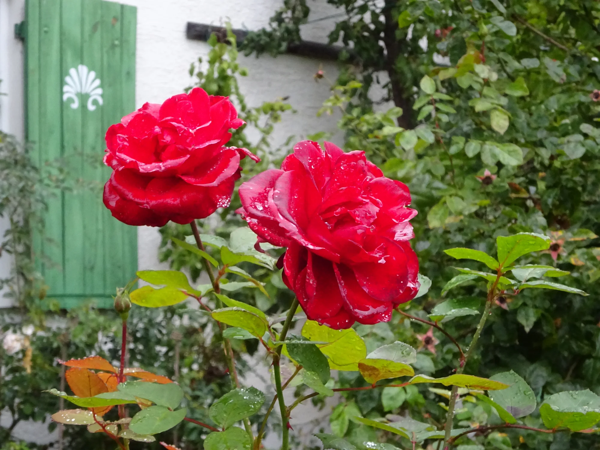 DSC03972.webp