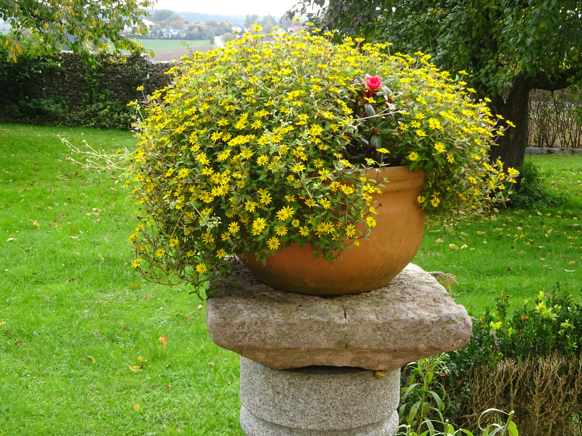 DSC03973.webp
