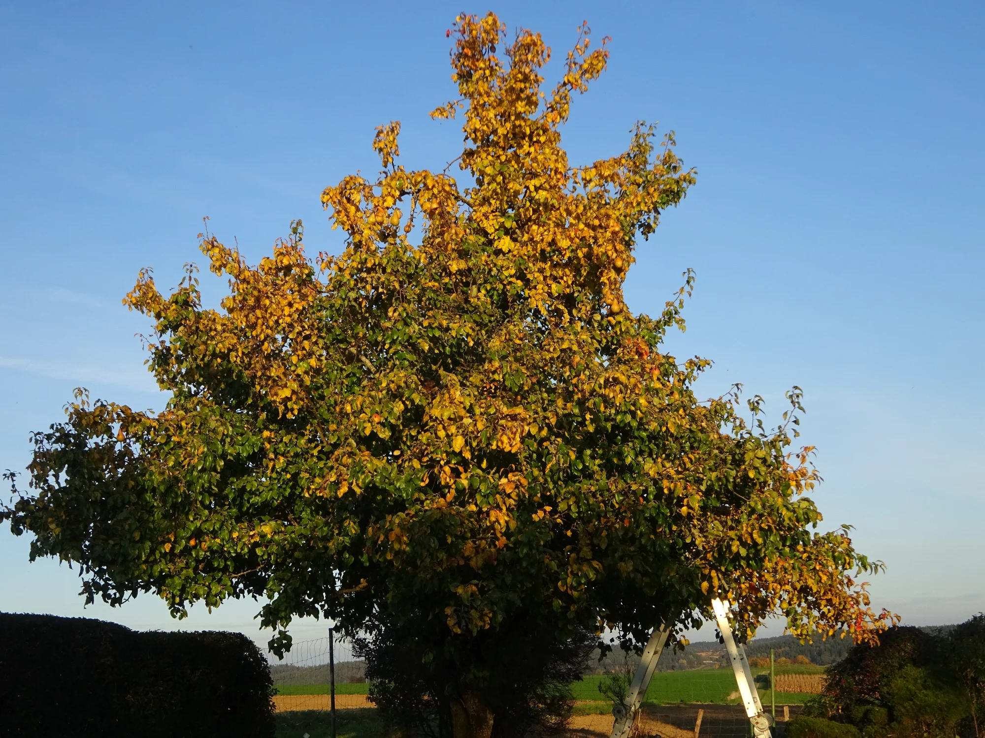 DSC03977.webp
