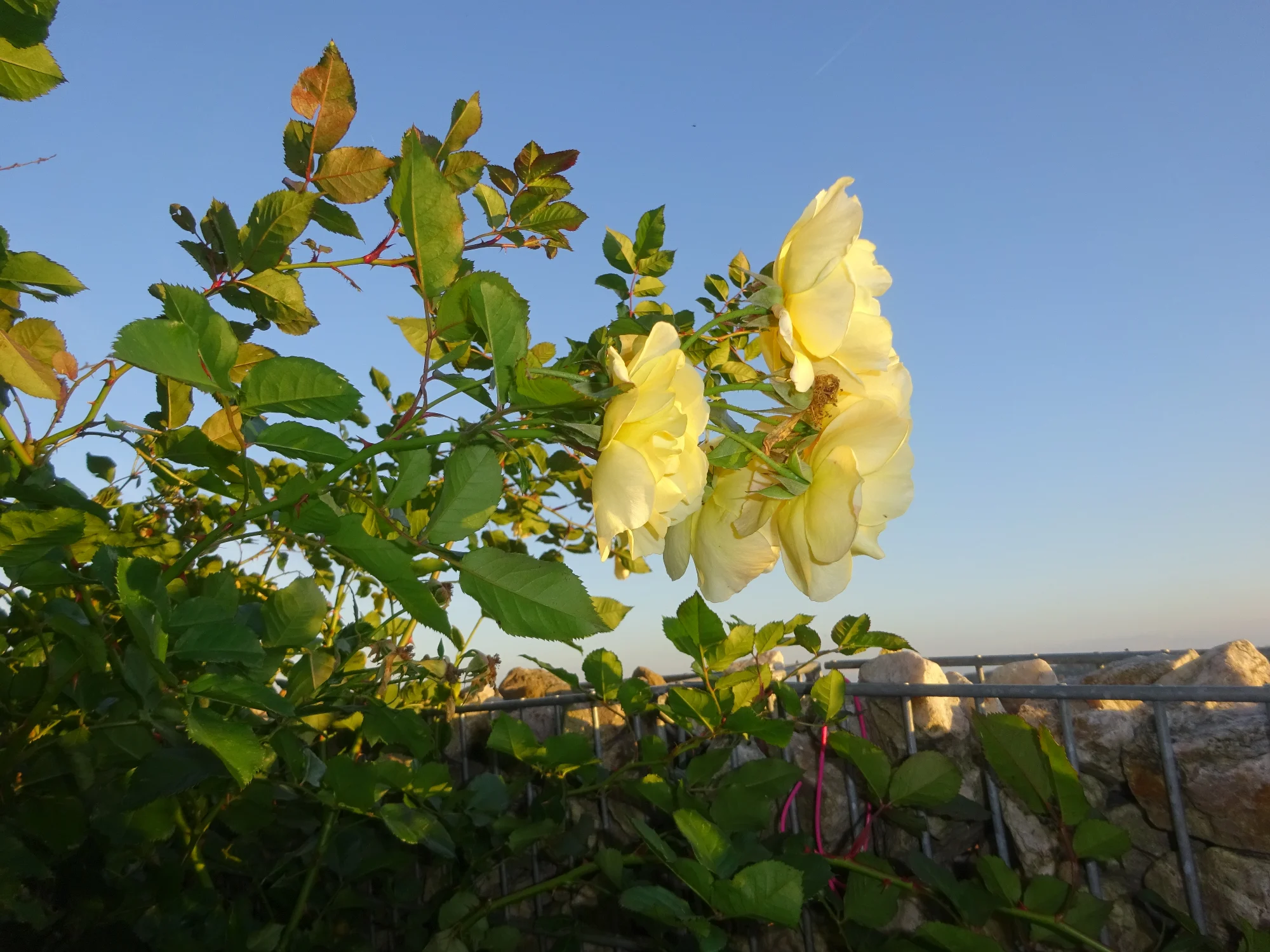 DSC03981.webp