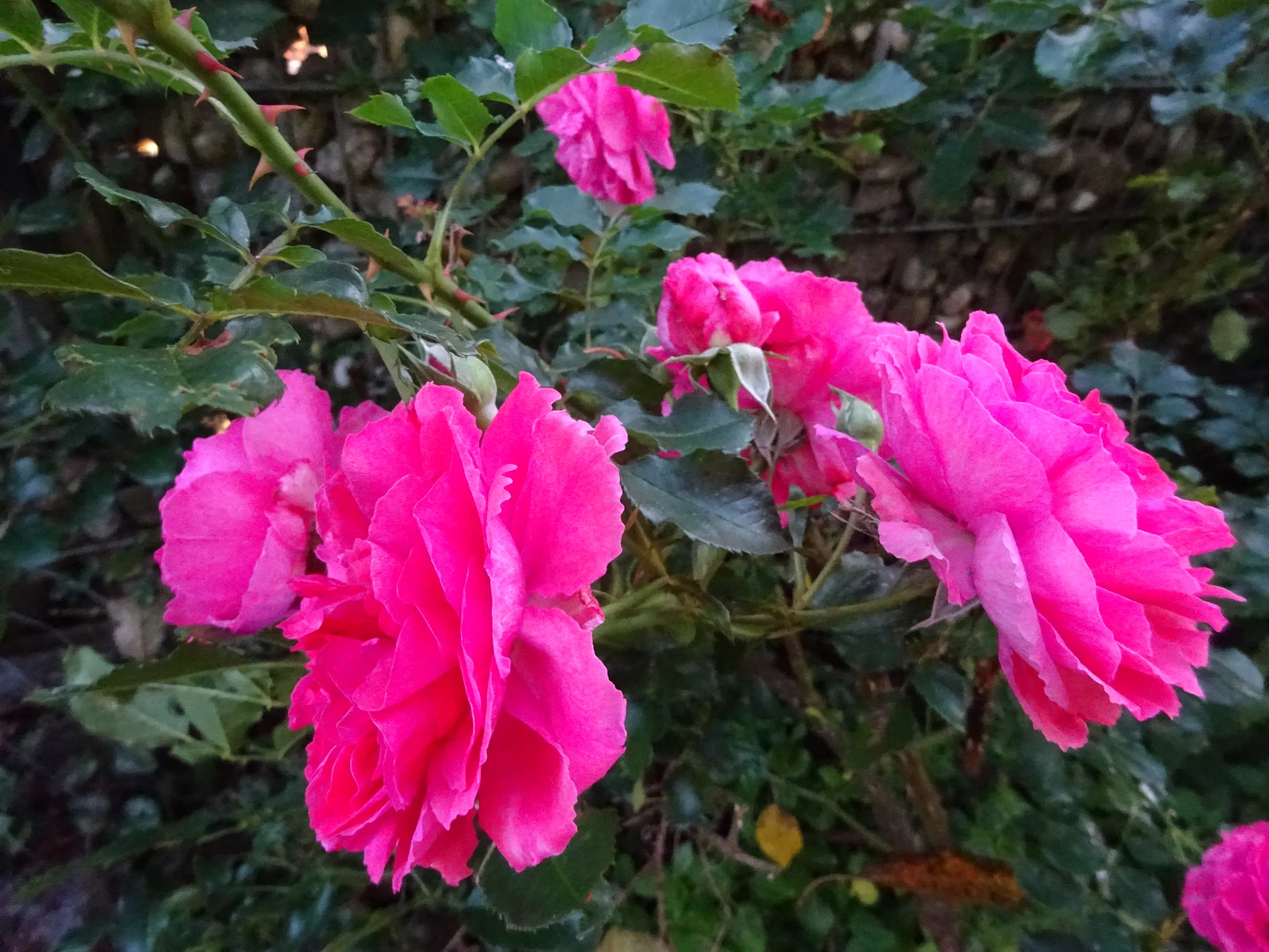 DSC03983.webp