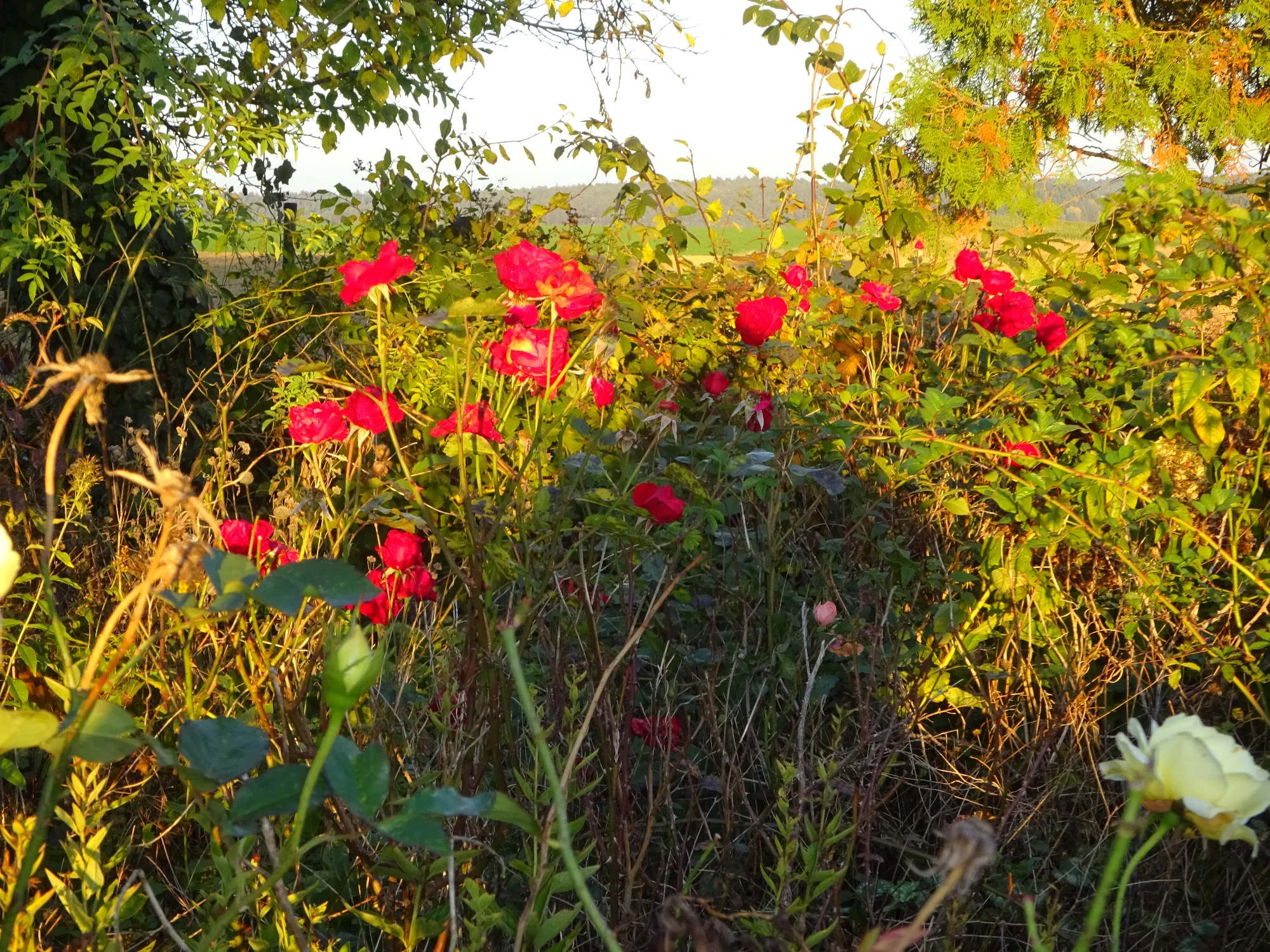DSC03984 - Kopie.webp