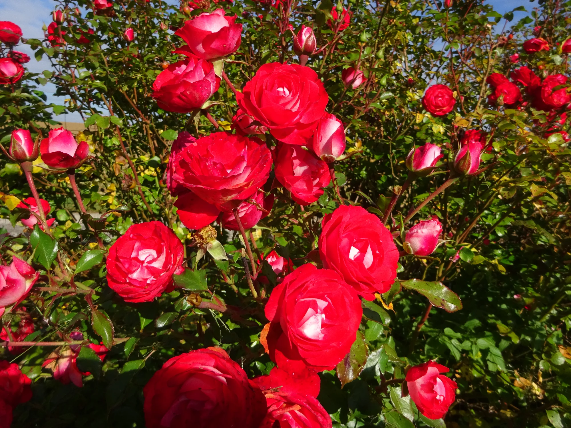 DSC03987.webp