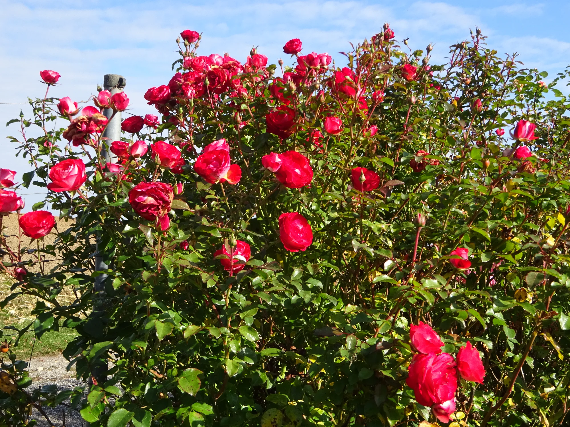 DSC03989.webp