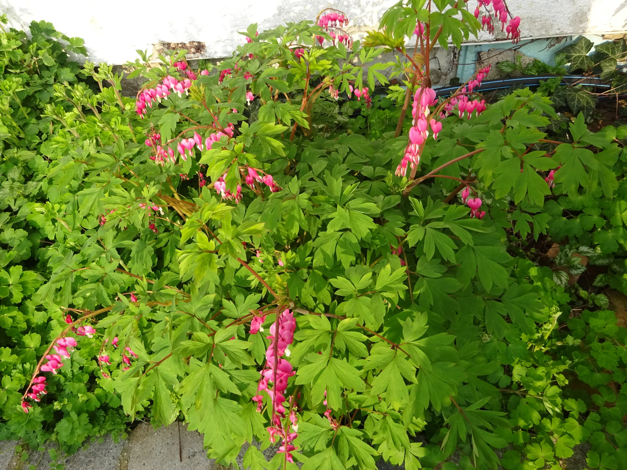 DSC04126.webp