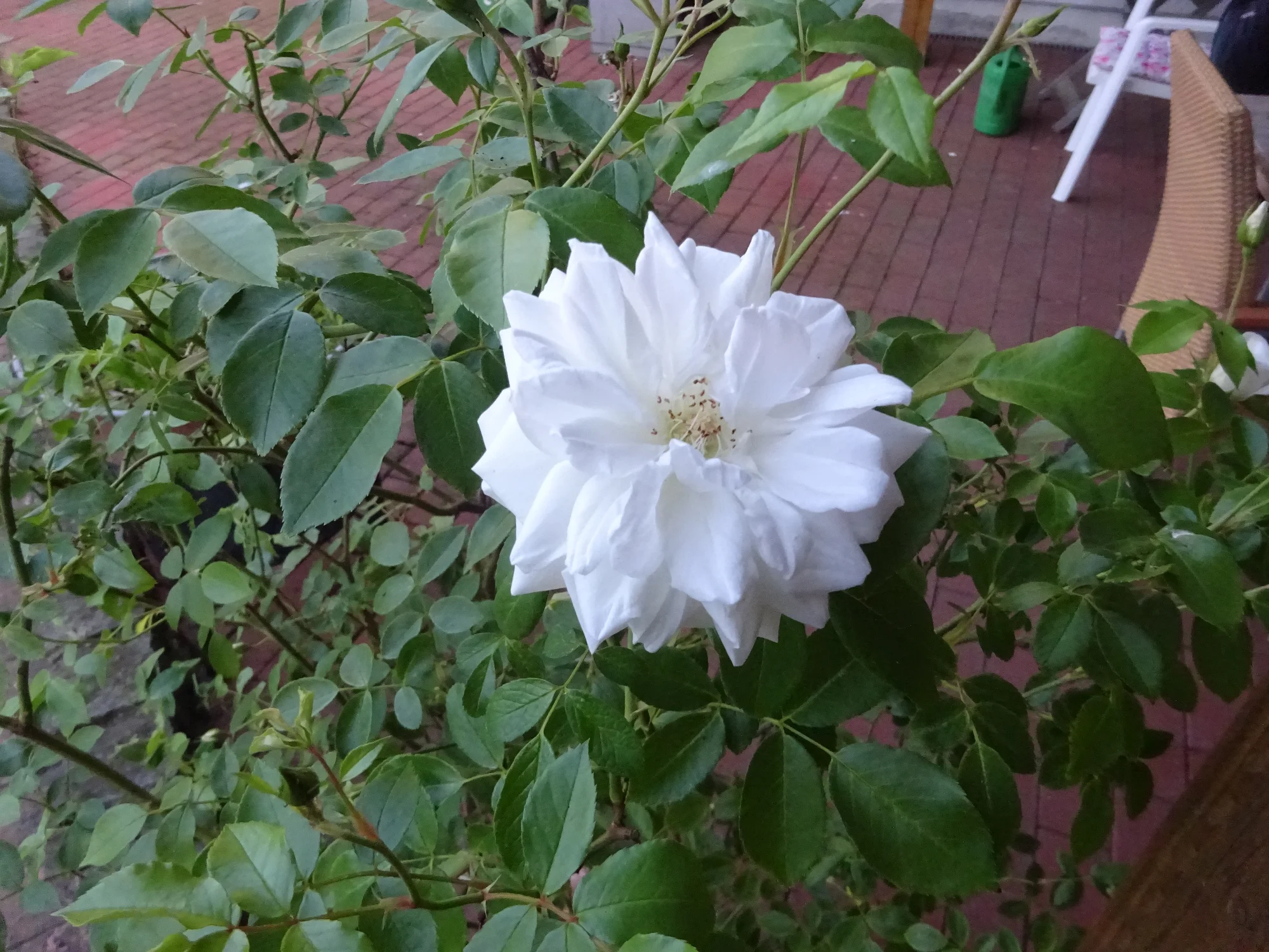 DSC04132.webp