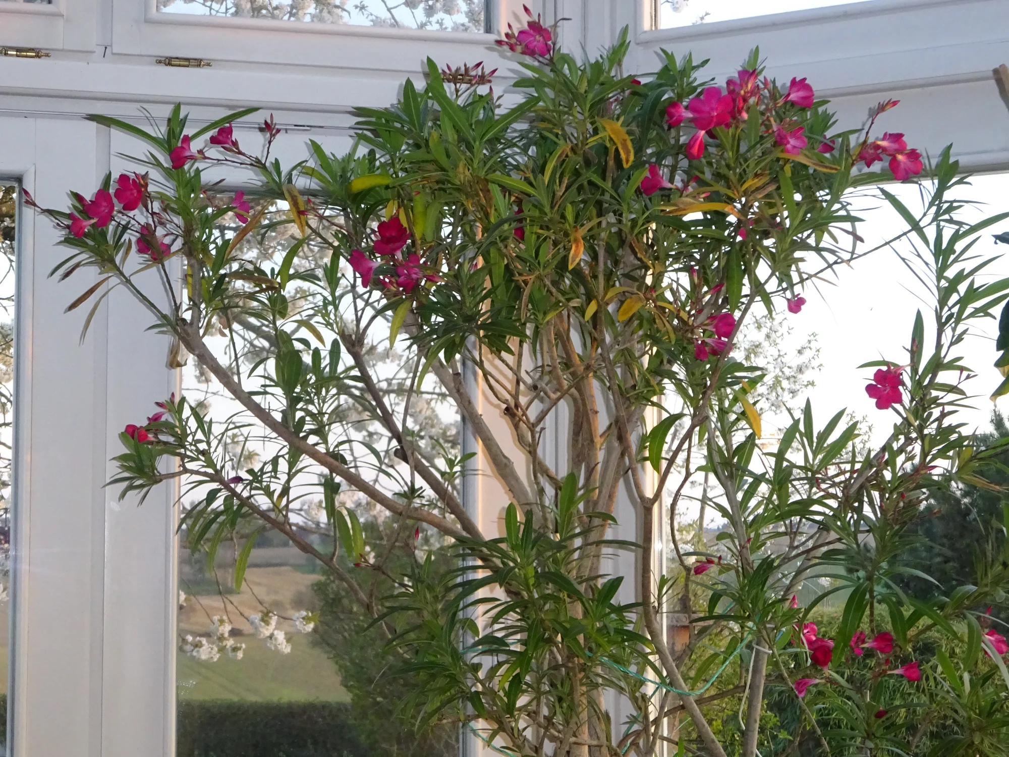 DSC04134.webp