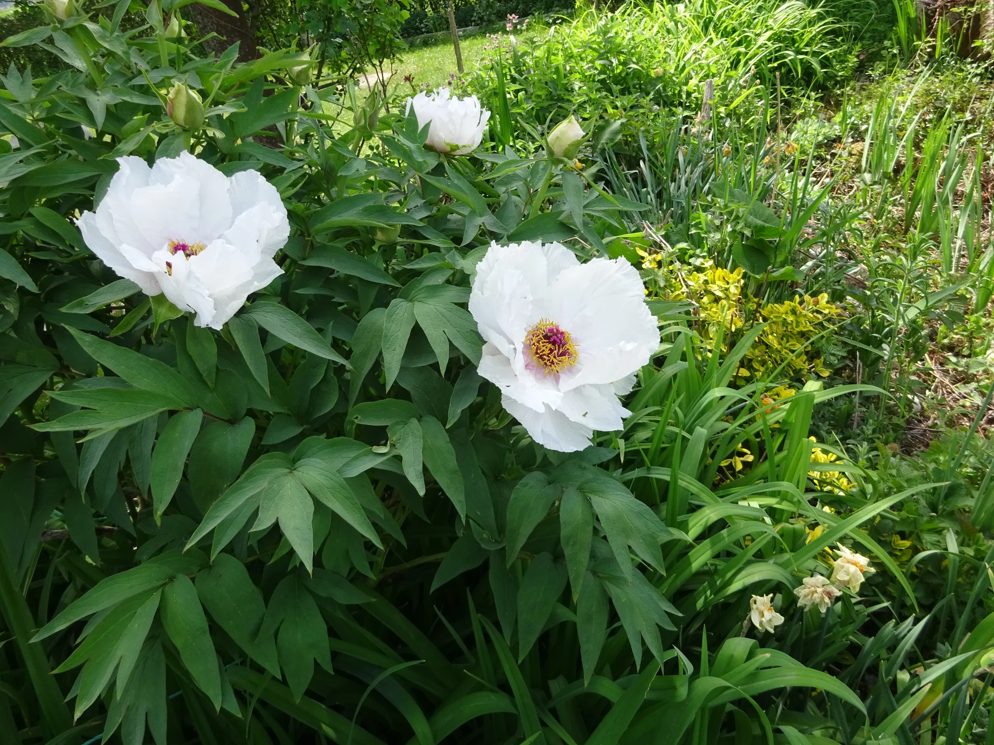 DSC04143.webp