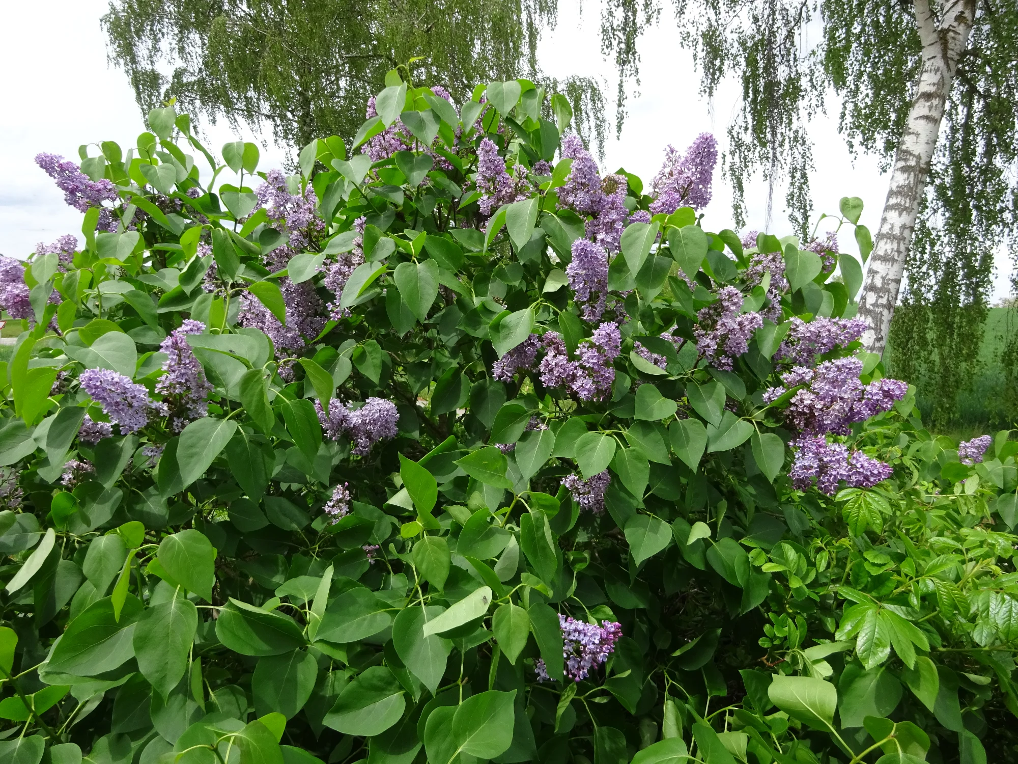 DSC04145.webp