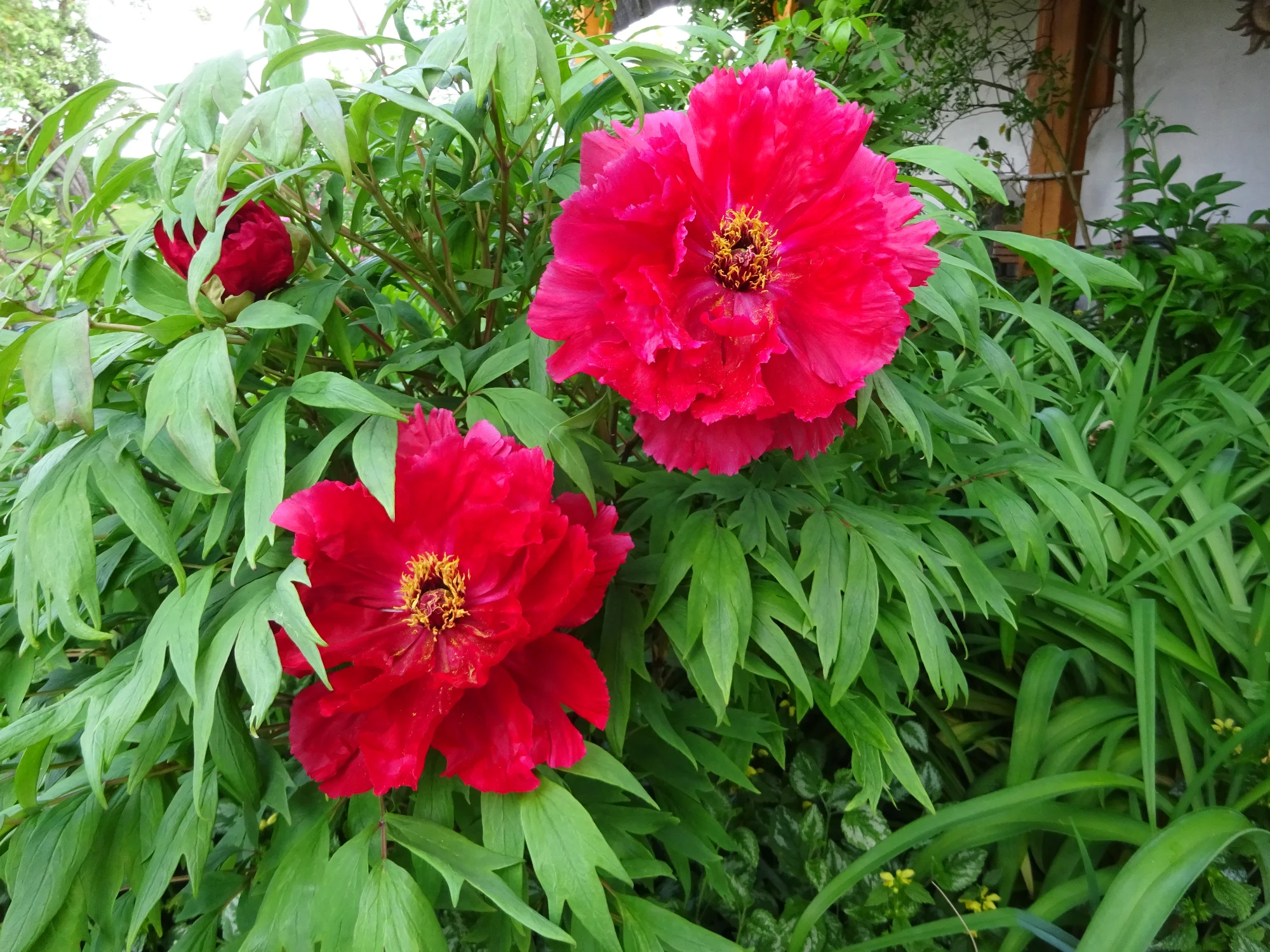 DSC04149.webp