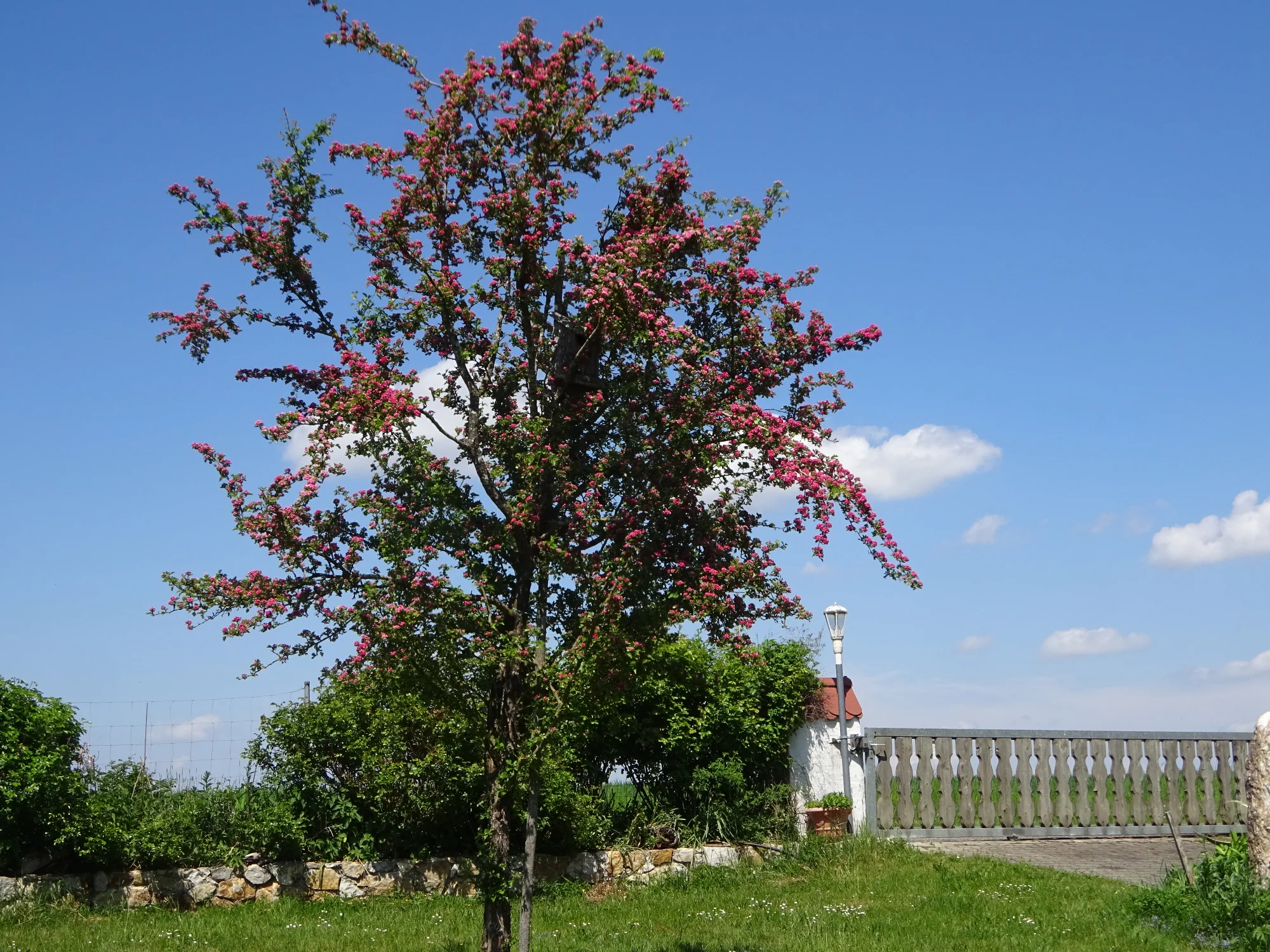 DSC04155.webp