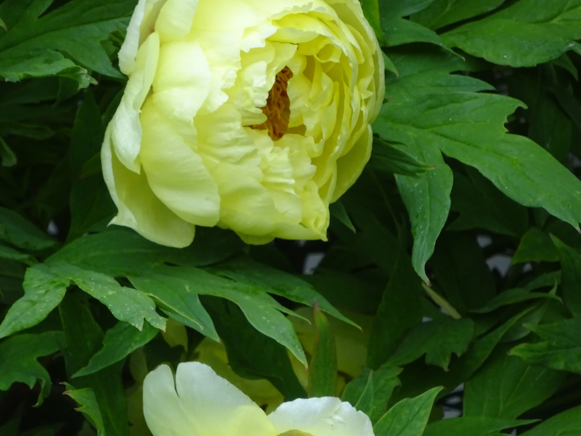 DSC04160.webp