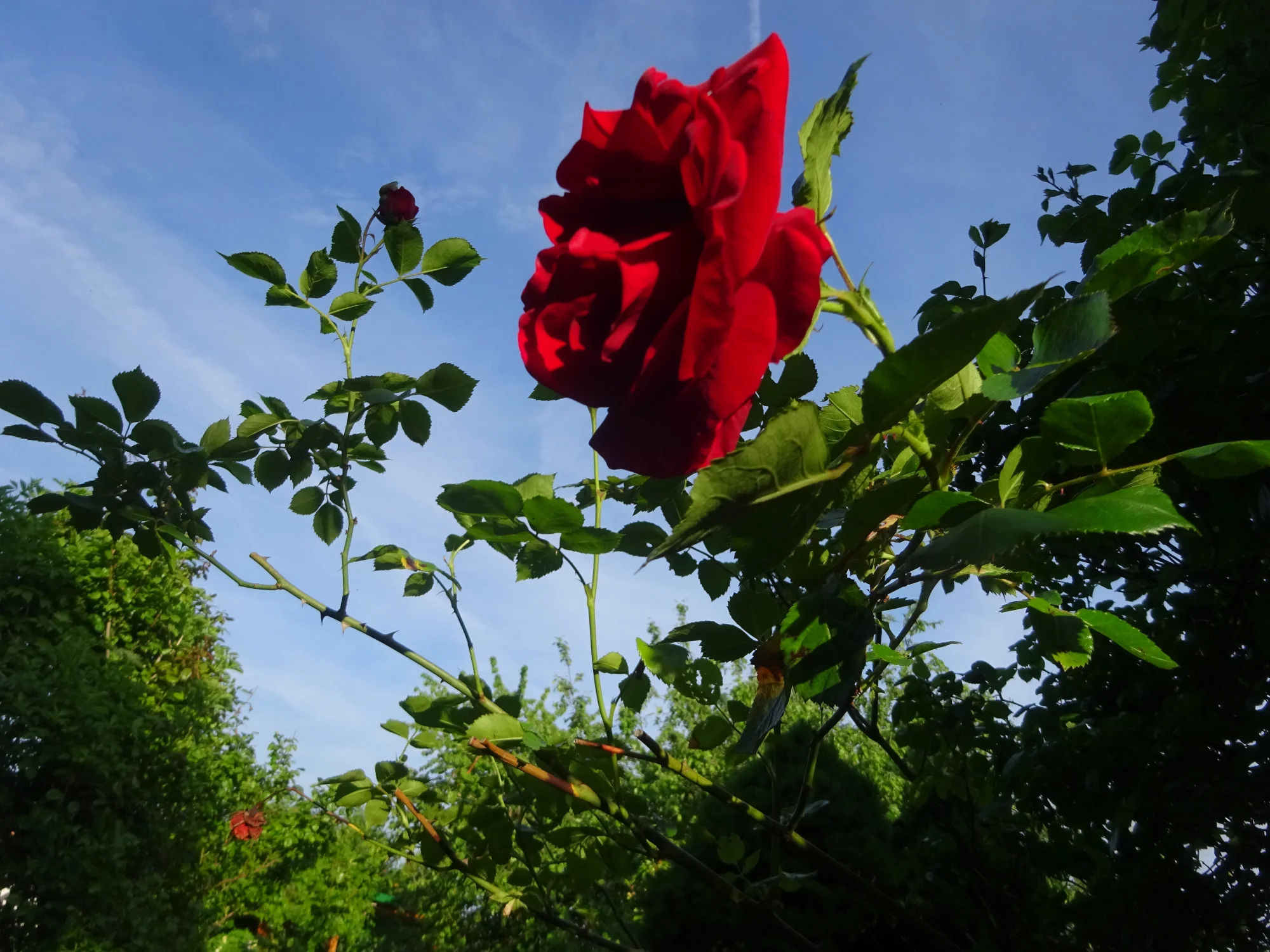 DSC04168.webp