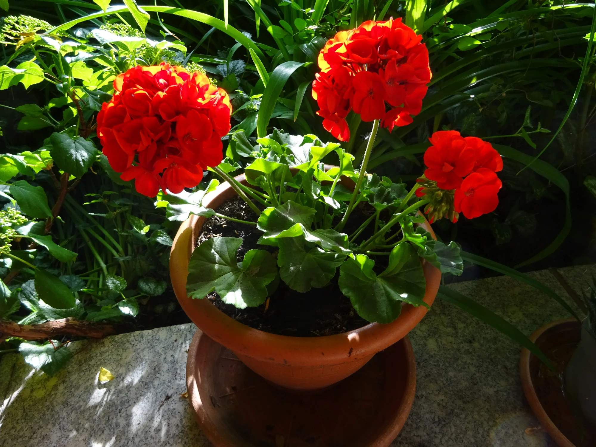 DSC04176.webp