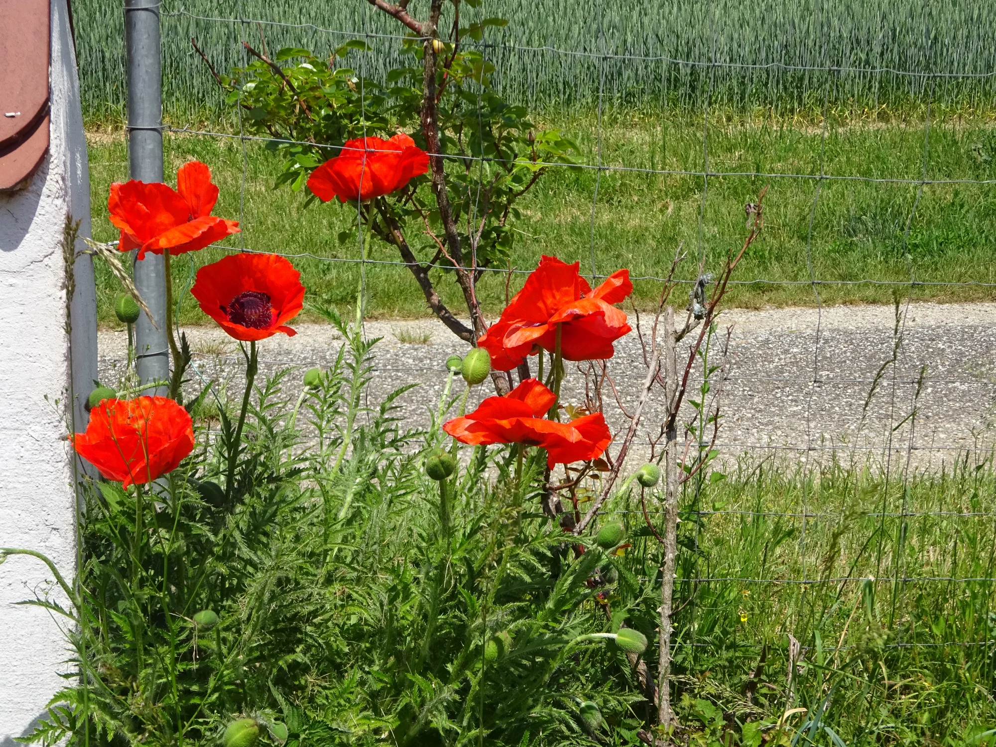 DSC04179.webp