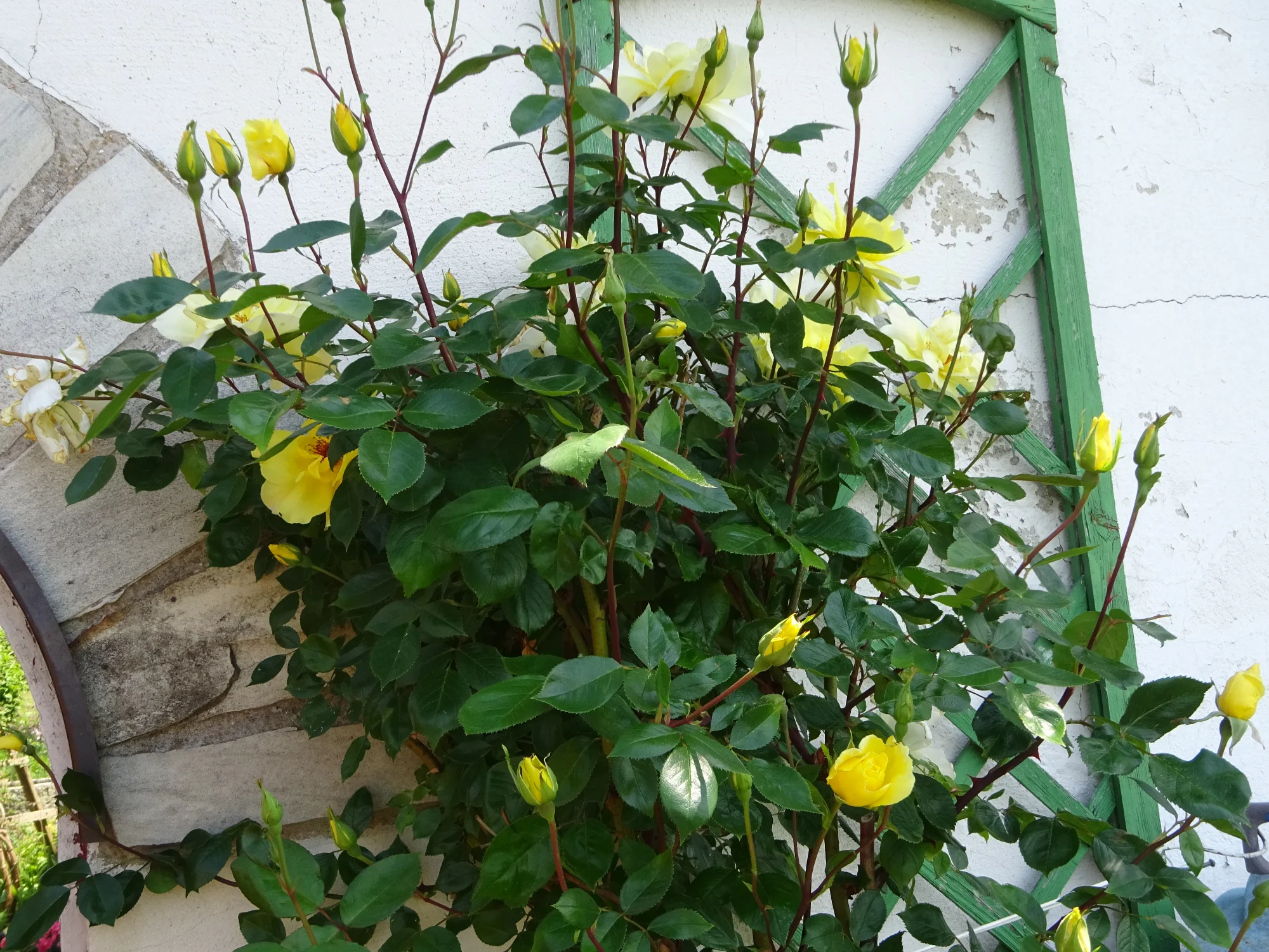 DSC04181.webp