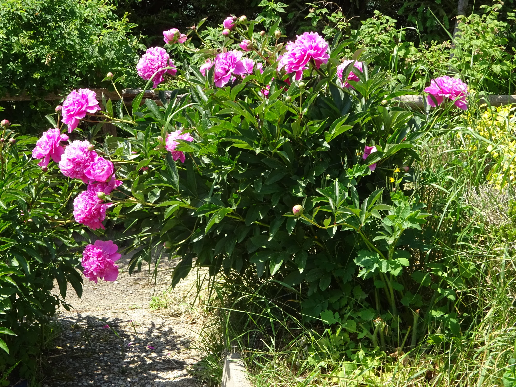DSC04182.webp