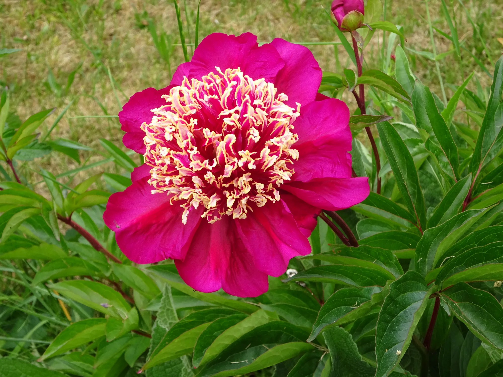 DSC04185.webp