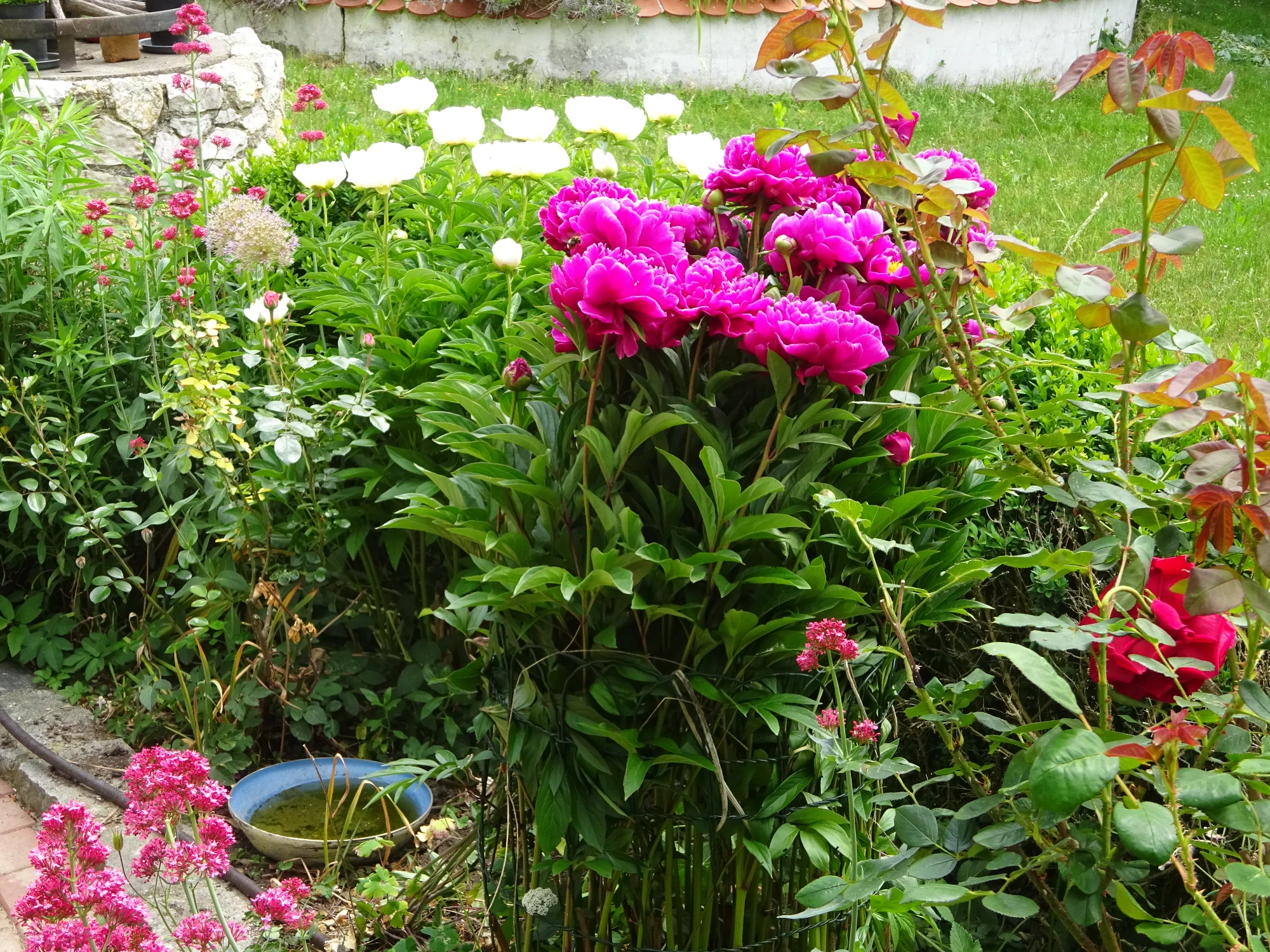 DSC04206.webp