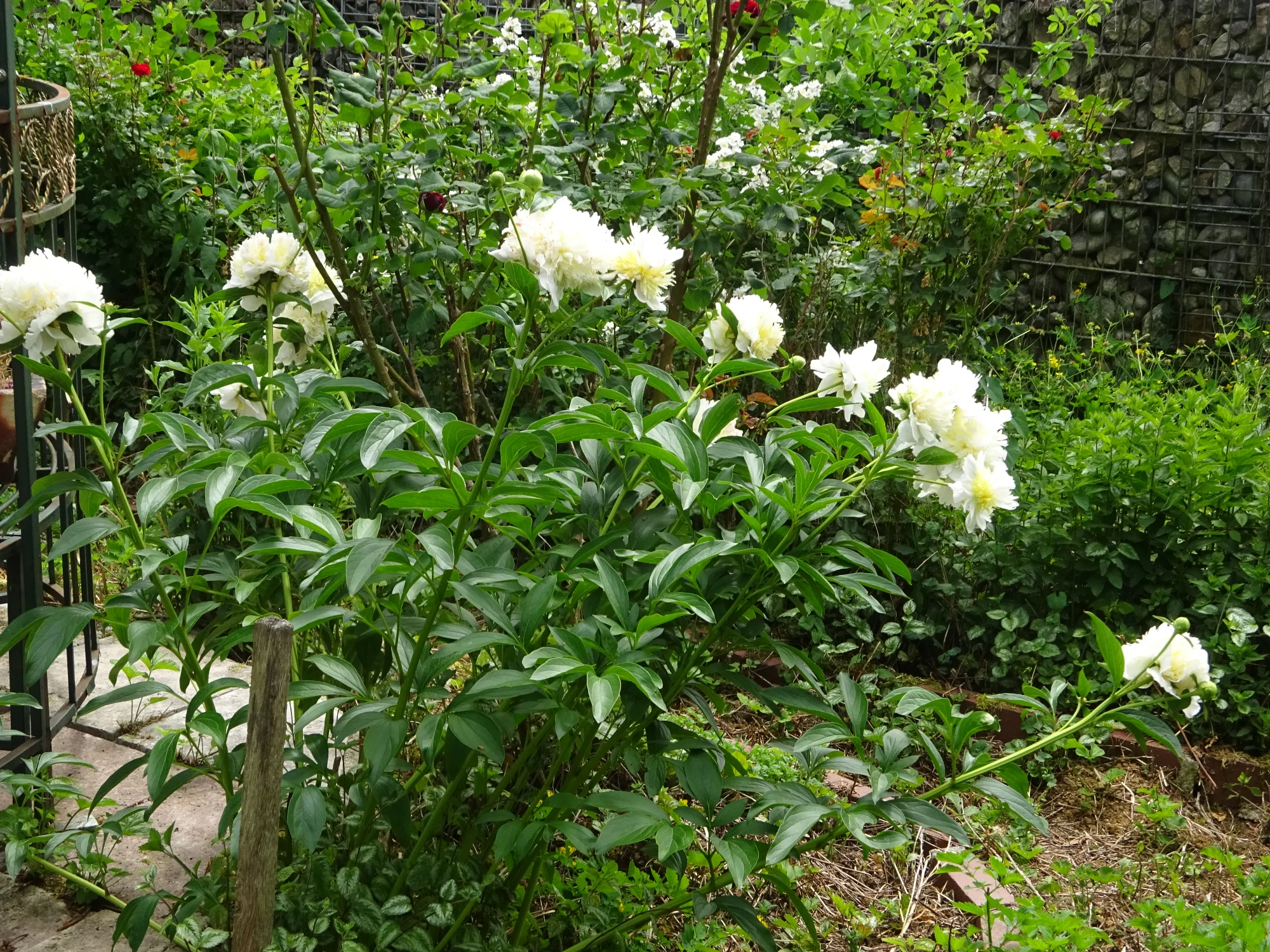 DSC04209.webp
