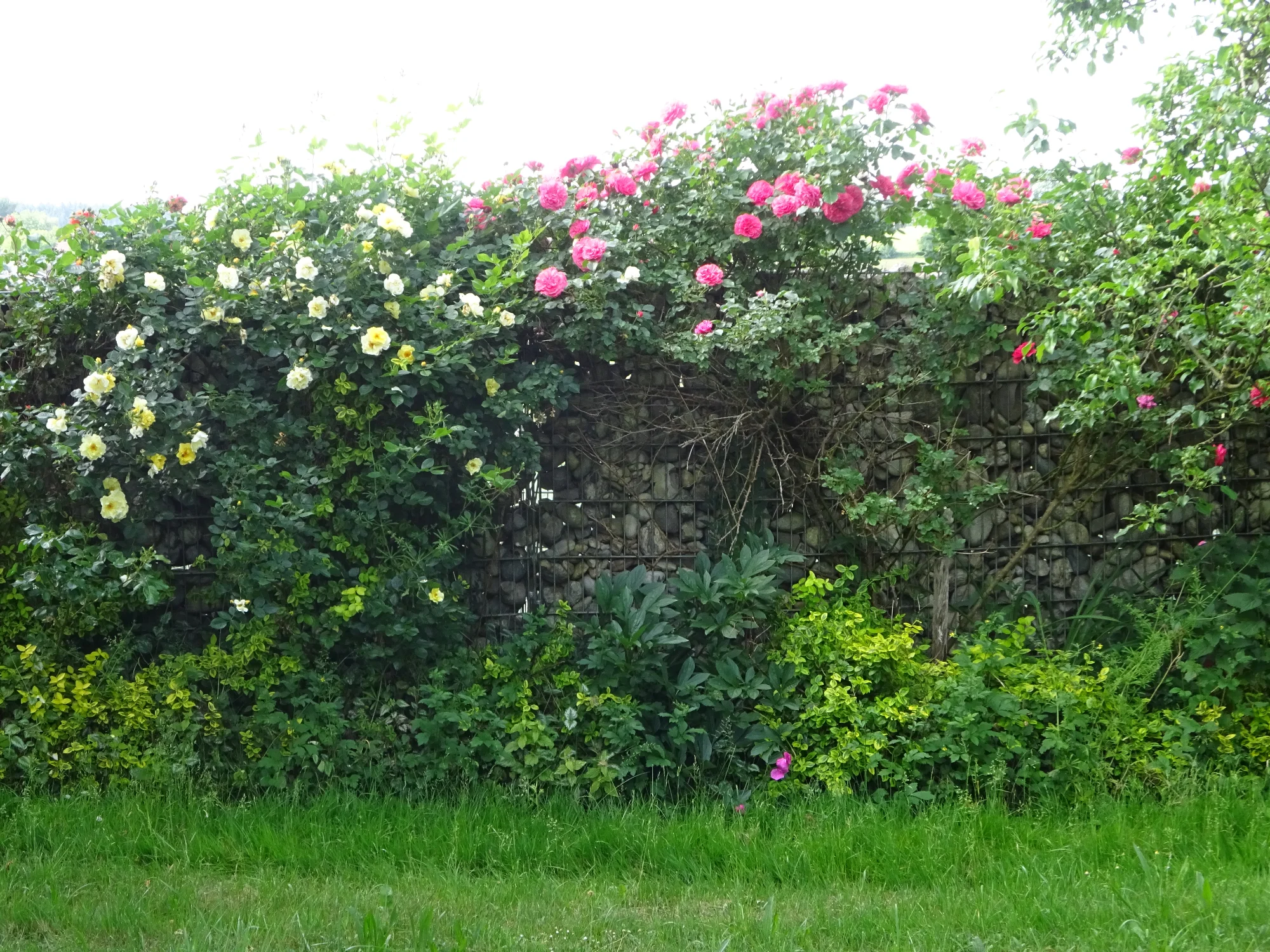 DSC04217.webp