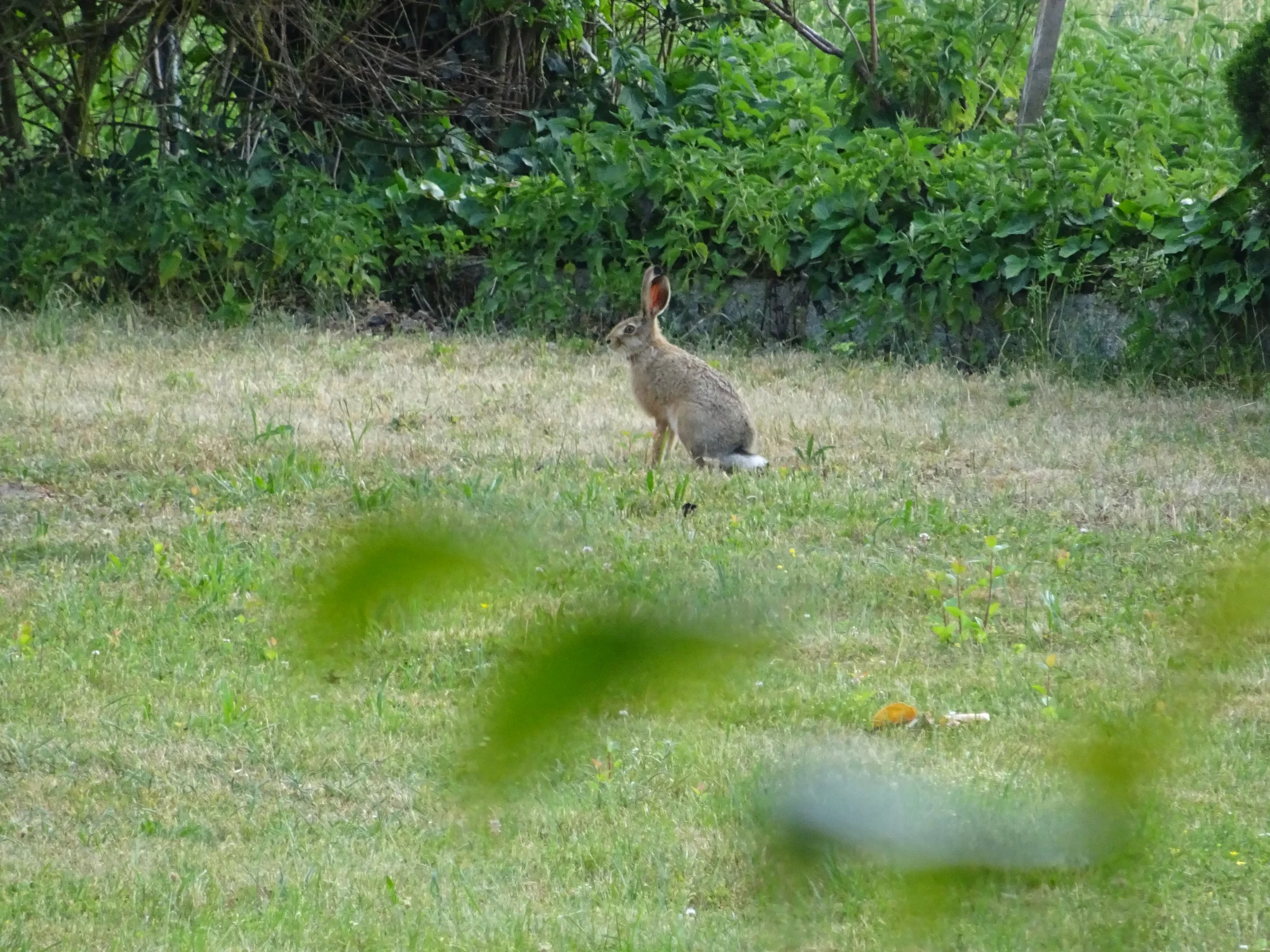 DSC04219.webp