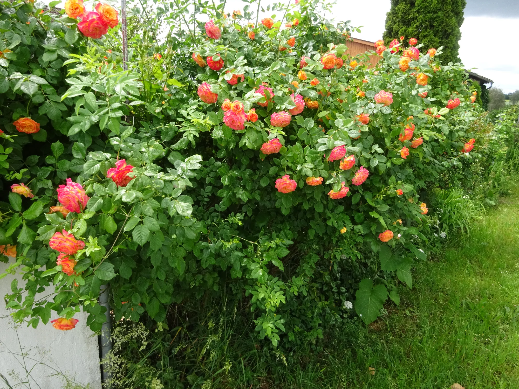 DSC04221.webp