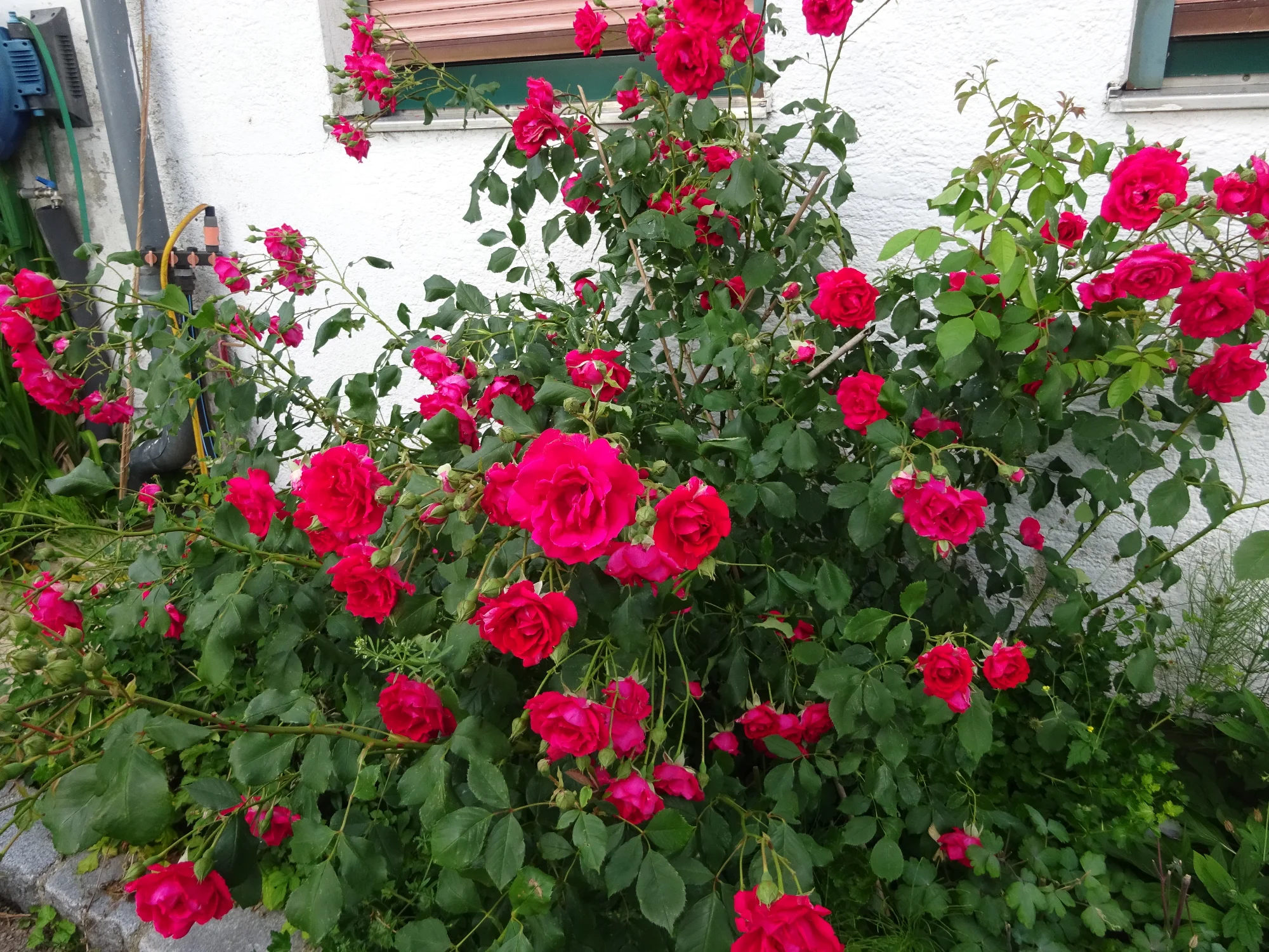 DSC04223.webp
