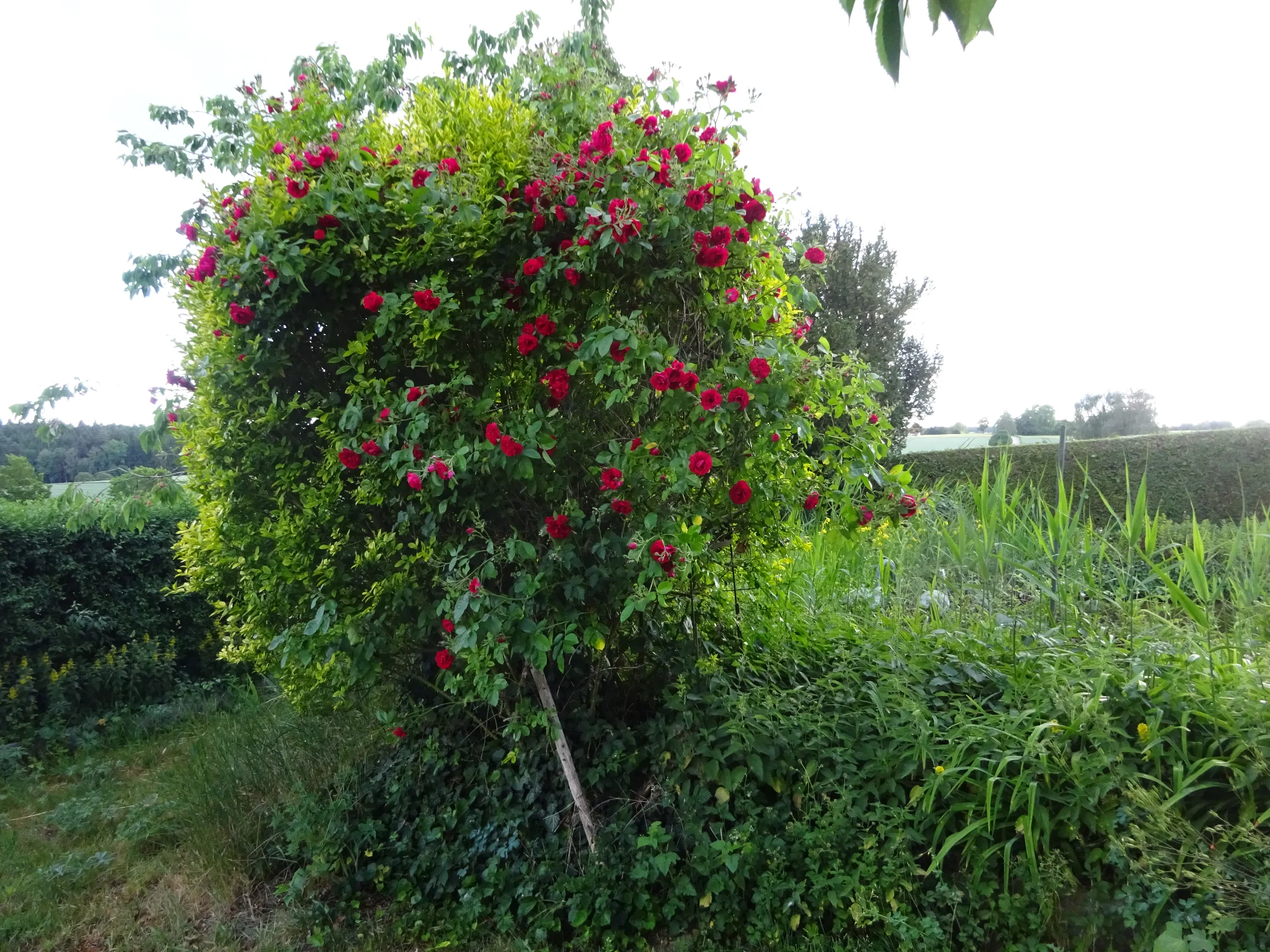 DSC04224.webp