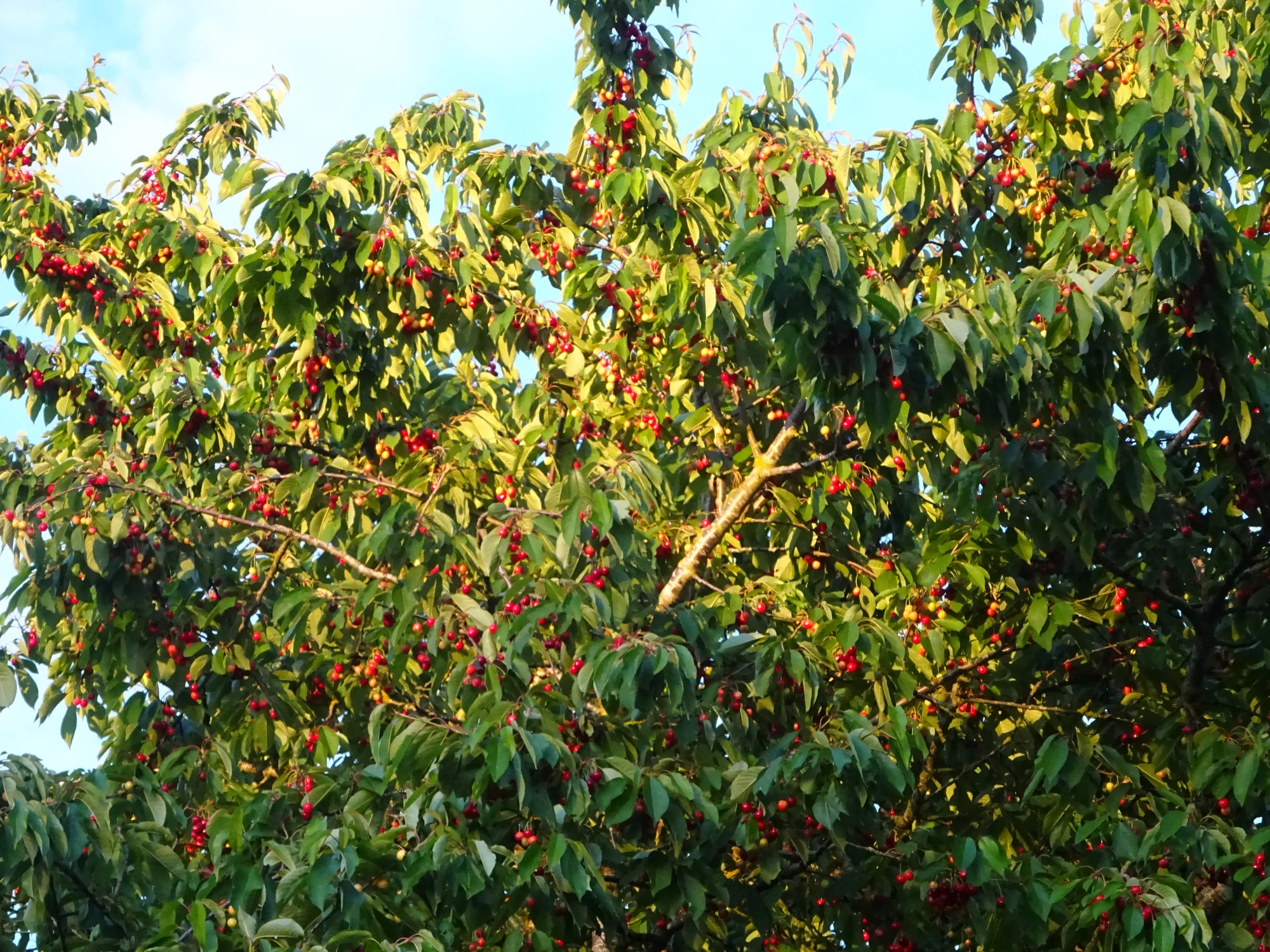 DSC04226.webp