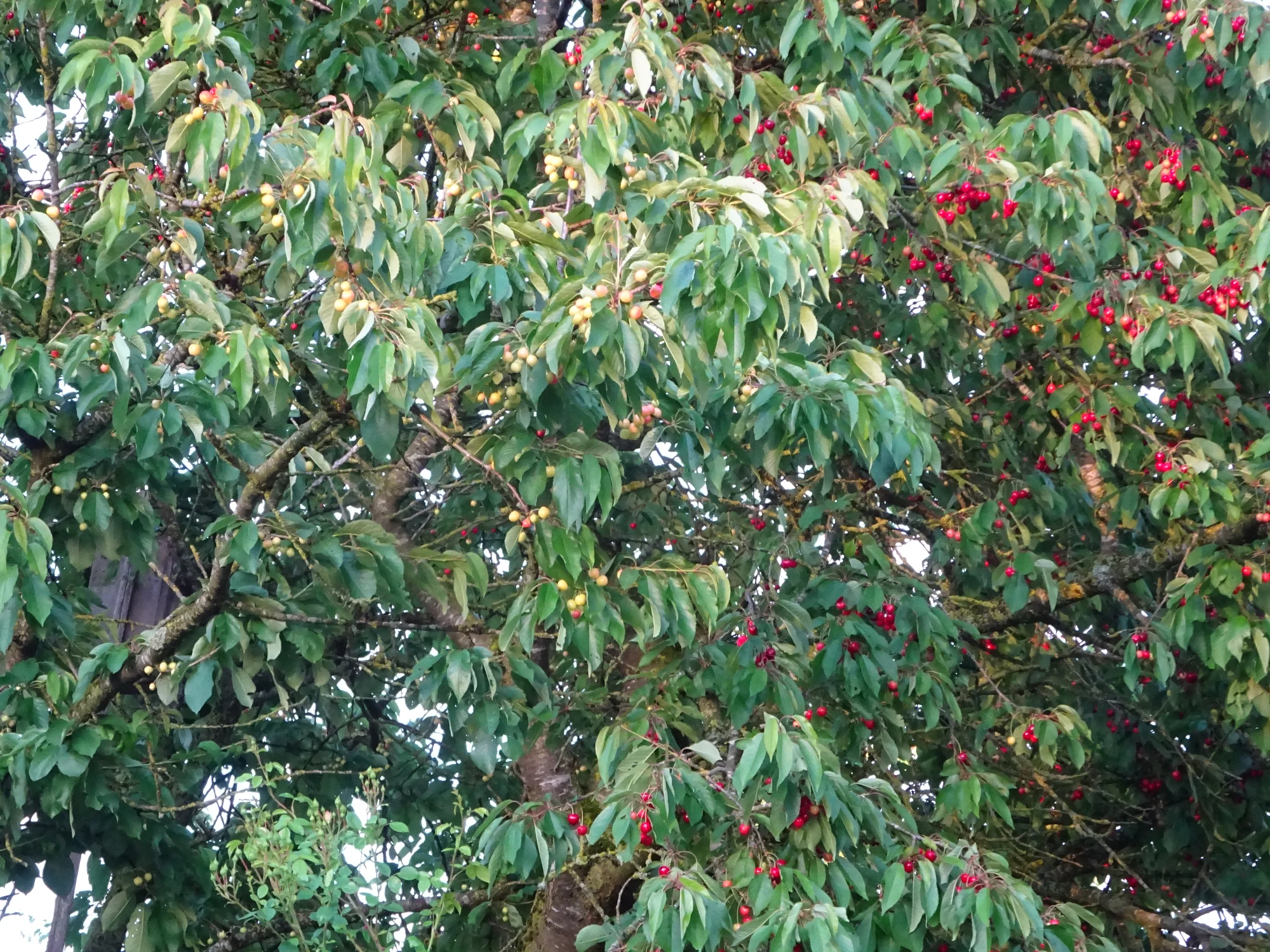 DSC04228.webp