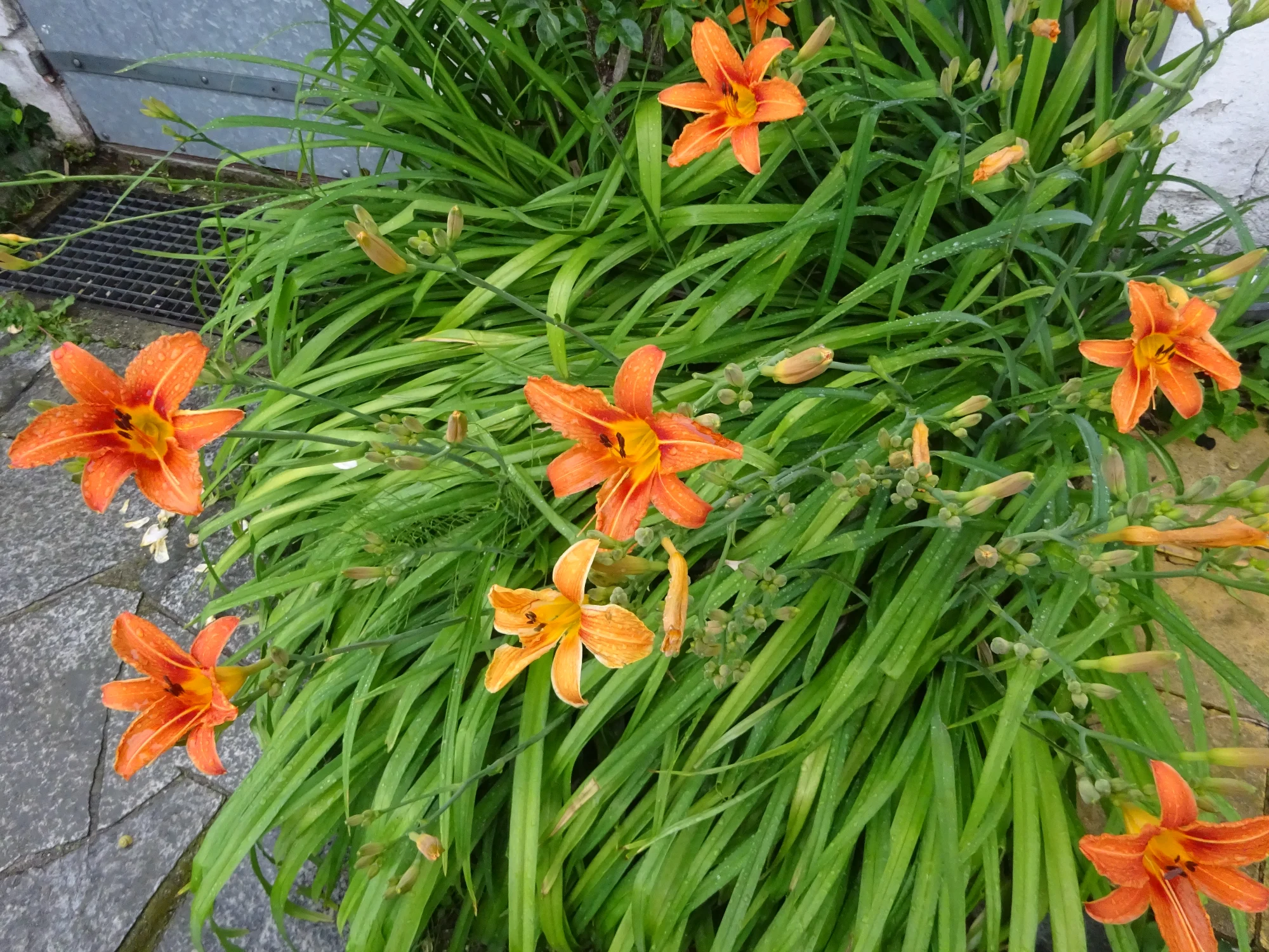 DSC04233.webp