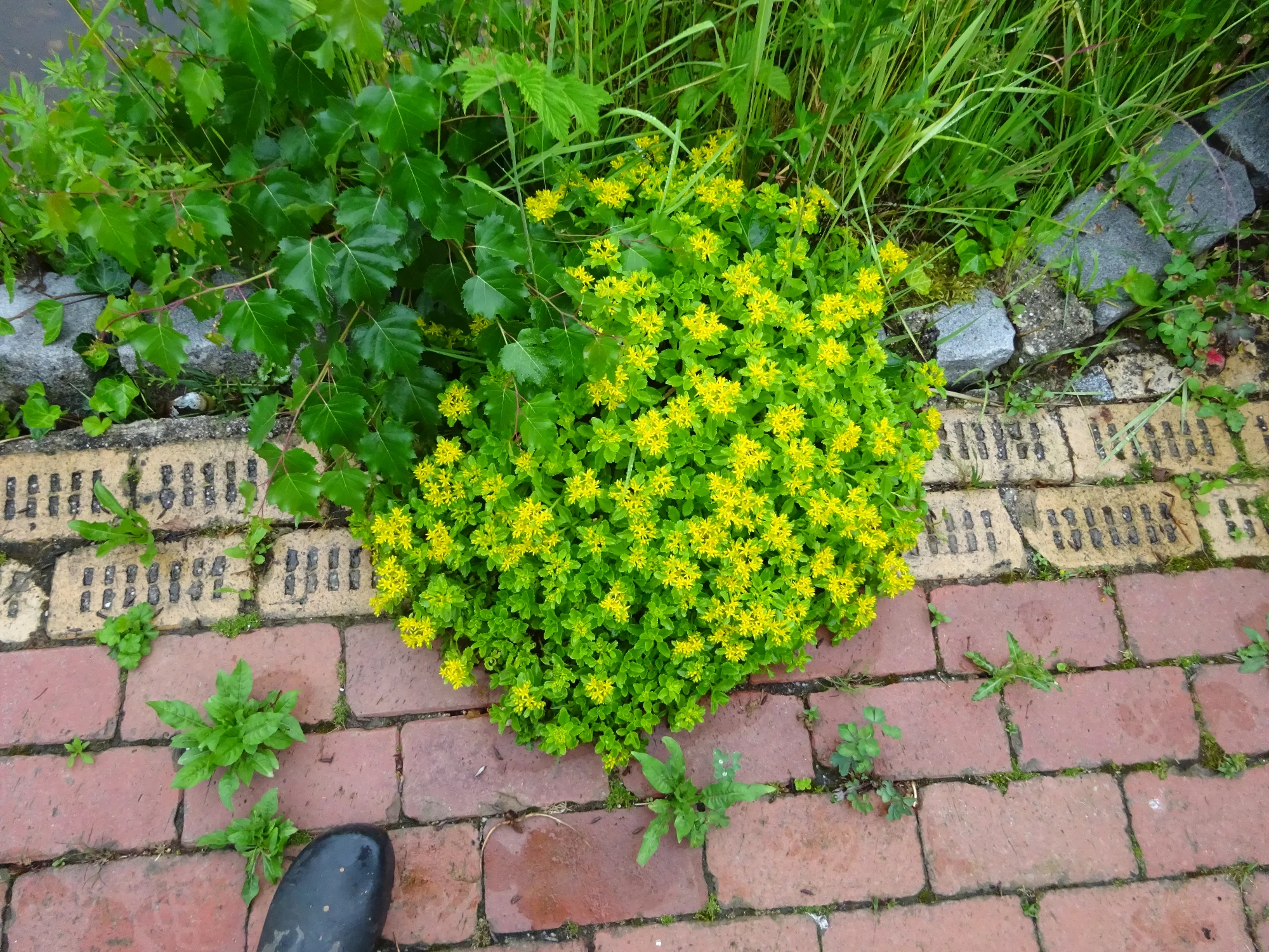 DSC04235.webp