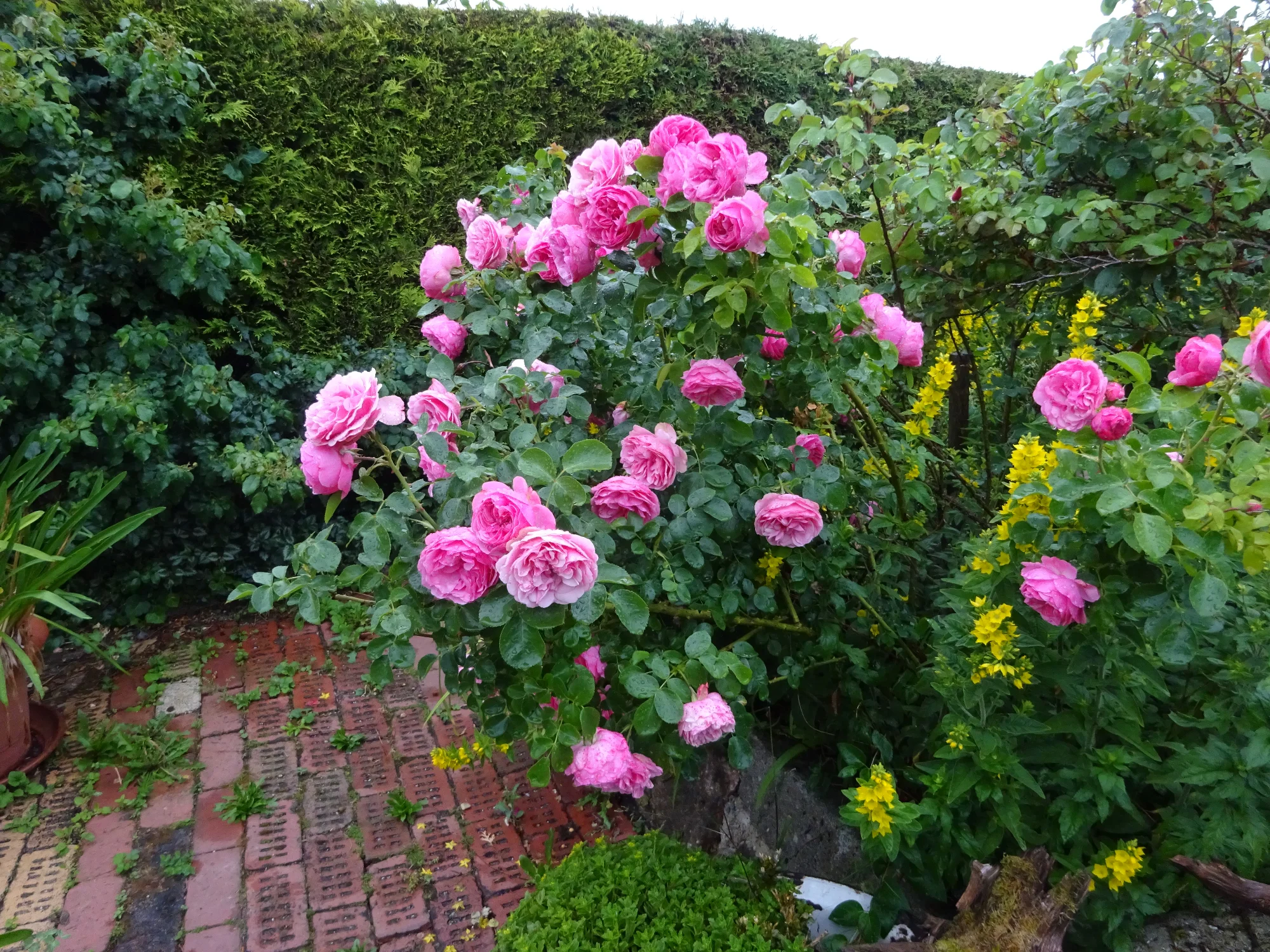 DSC04236.webp
