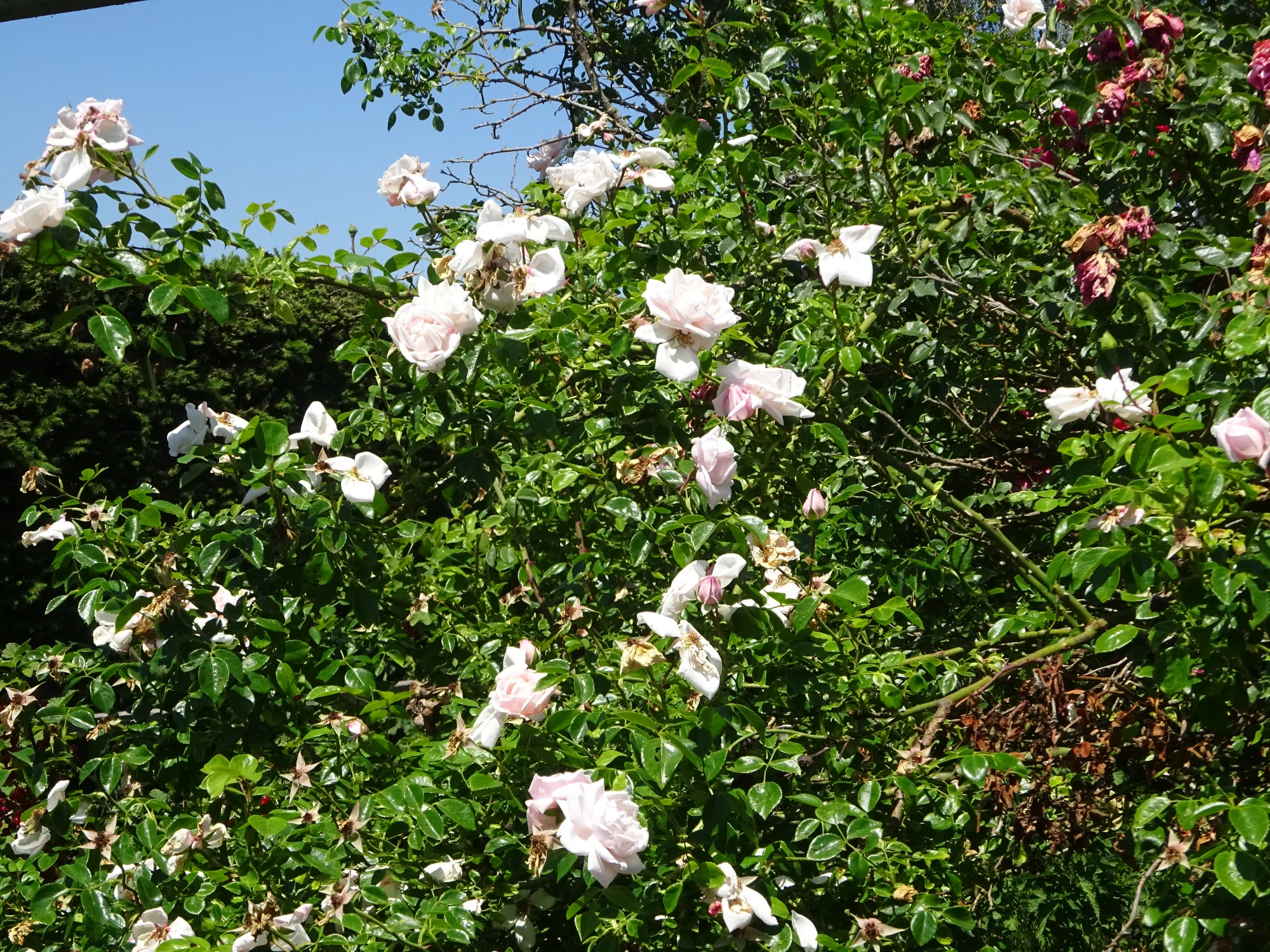 DSC04250.webp