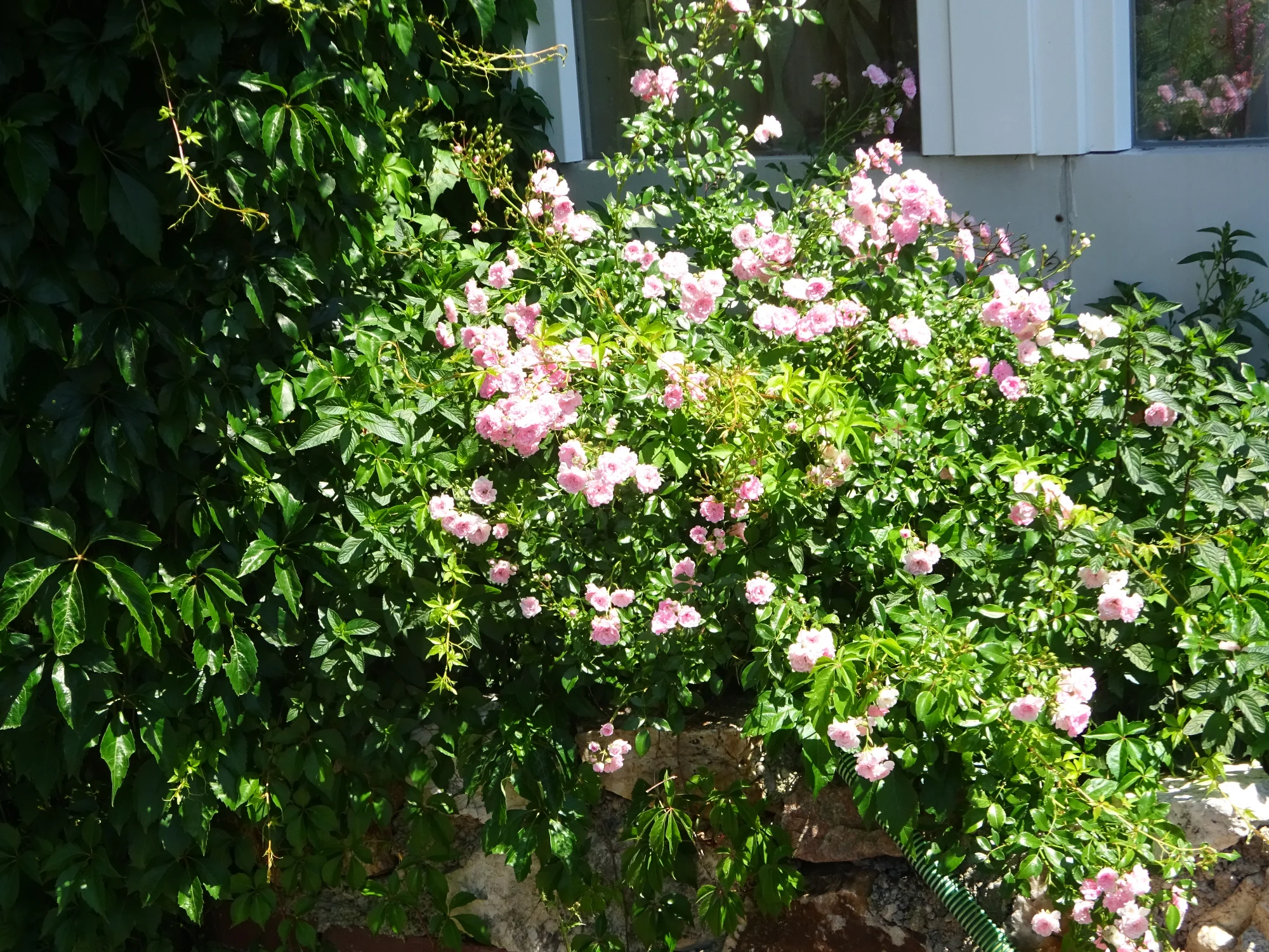 DSC04253.webp