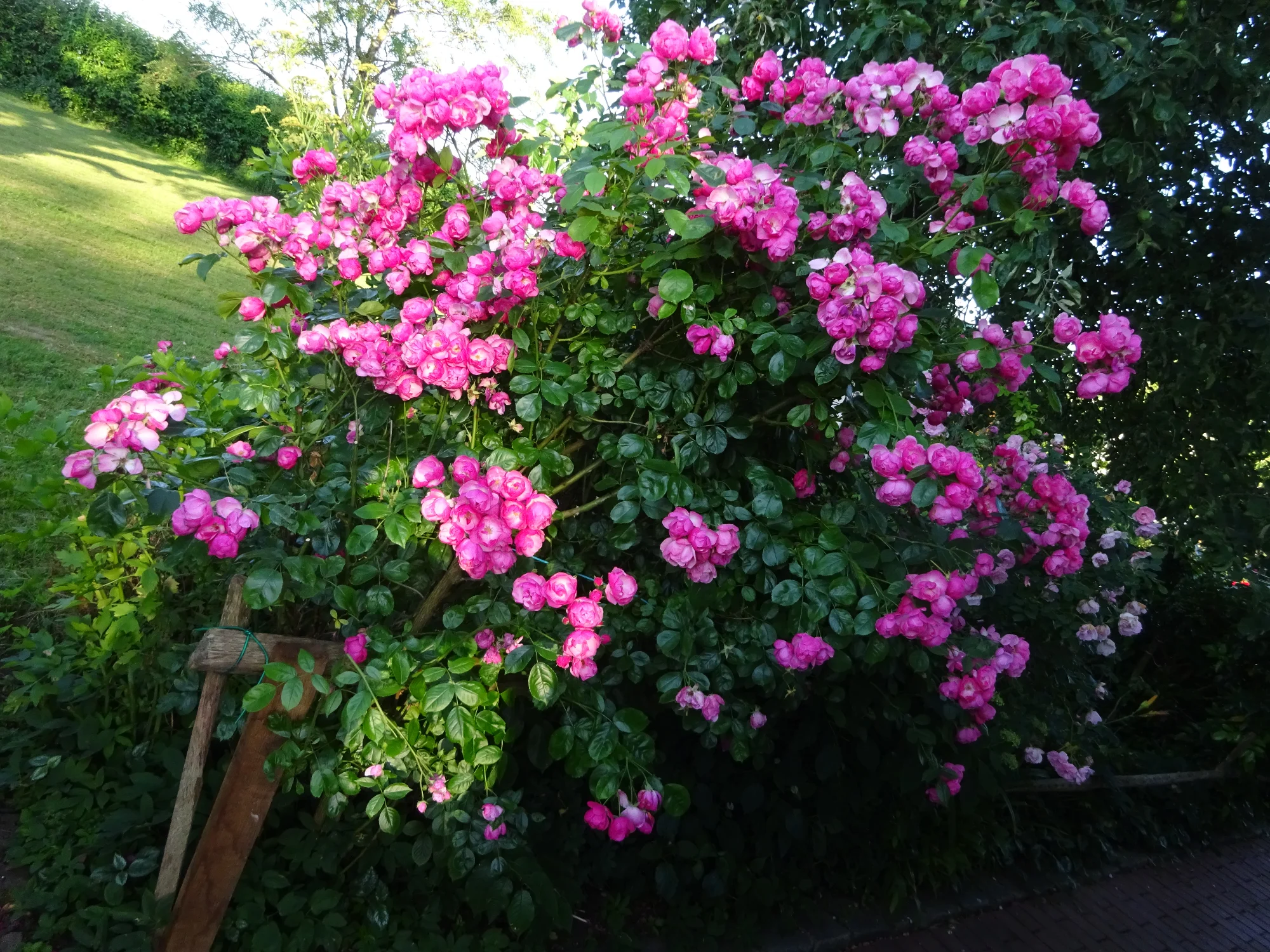 DSC04254.webp
