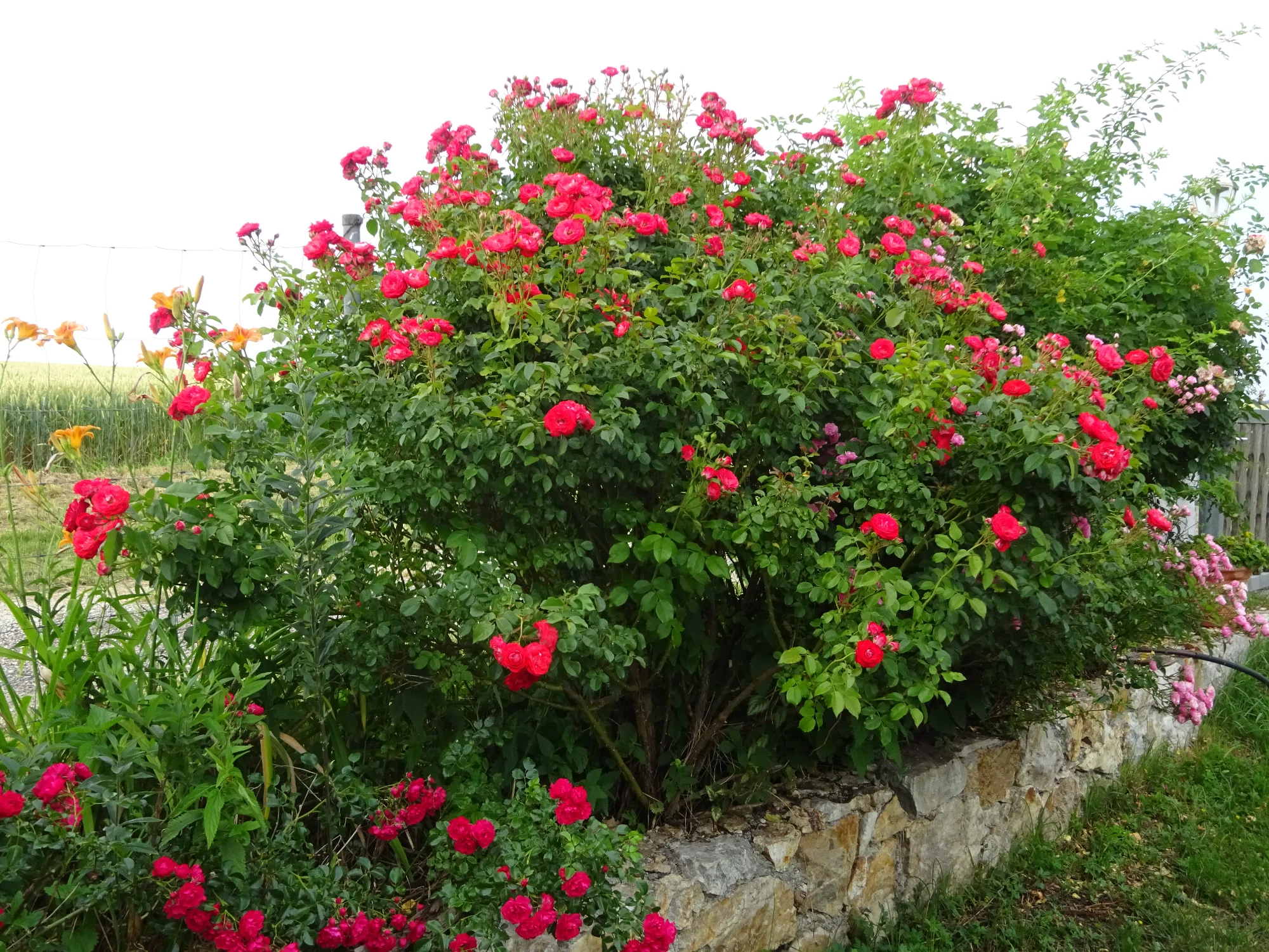 DSC04260.webp